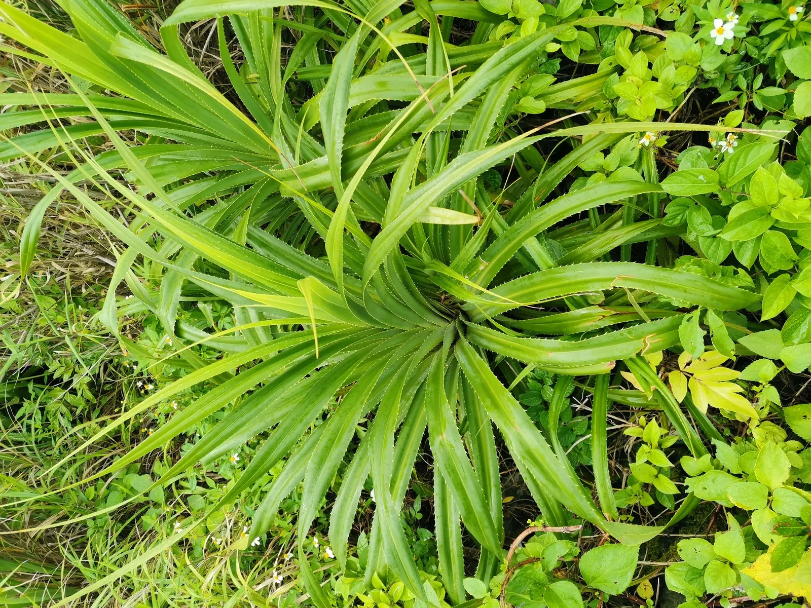 Umbrella Tree (Schefflera Actinophylla) — producing vivid red or purple flower spikes that jut out dramatically above the foliage; native to the, image 139
