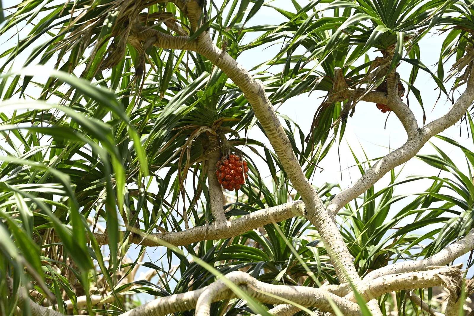 Umbrella Tree (Schefflera Actinophylla) — producing vivid red or purple flower spikes that jut out dramatically above the foliage; native to the rainforests of