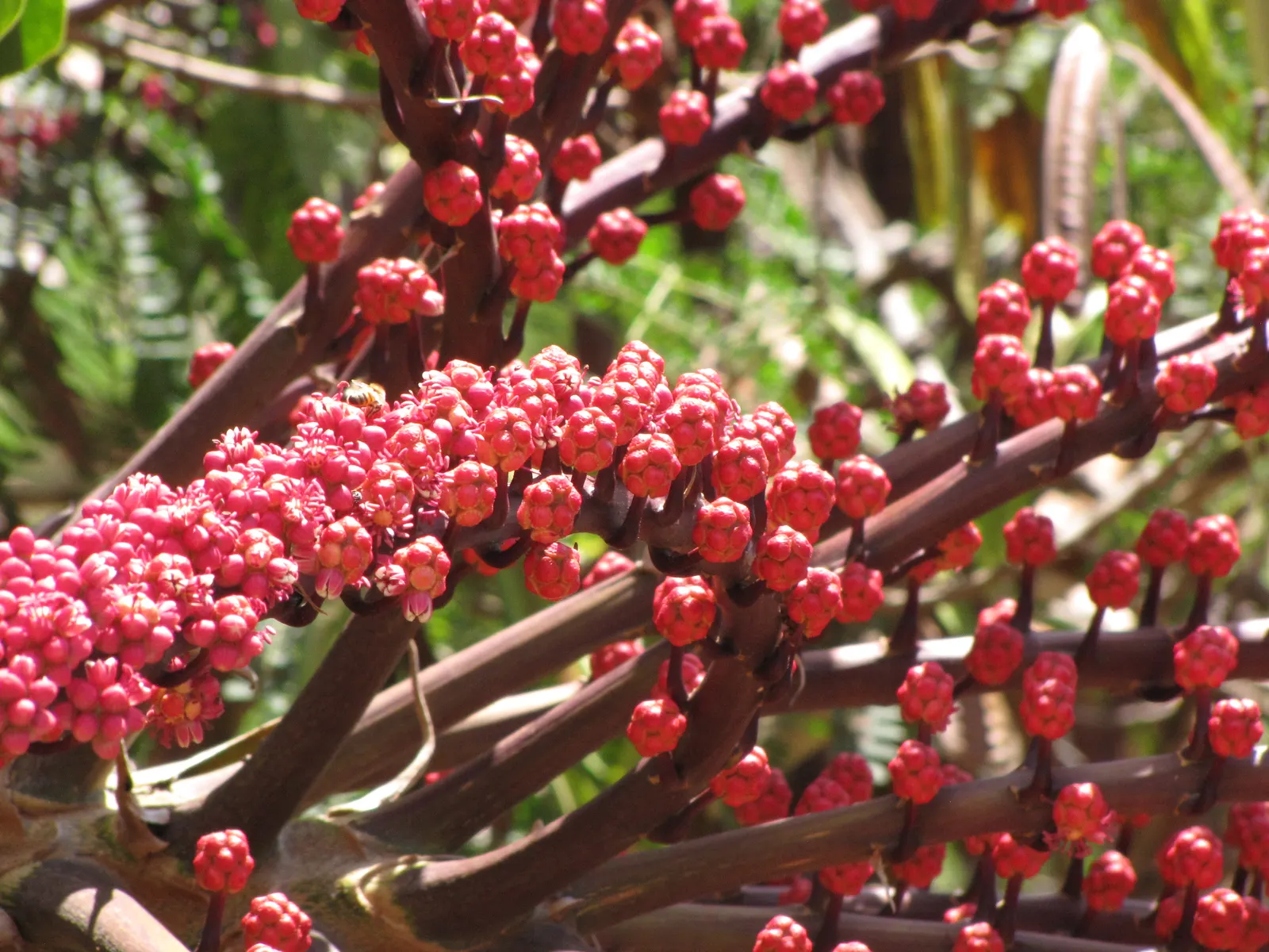 Umbrella Tree (Schefflera Actinophylla) — regular watering is crucial; commonly known as the Umbrella Tree