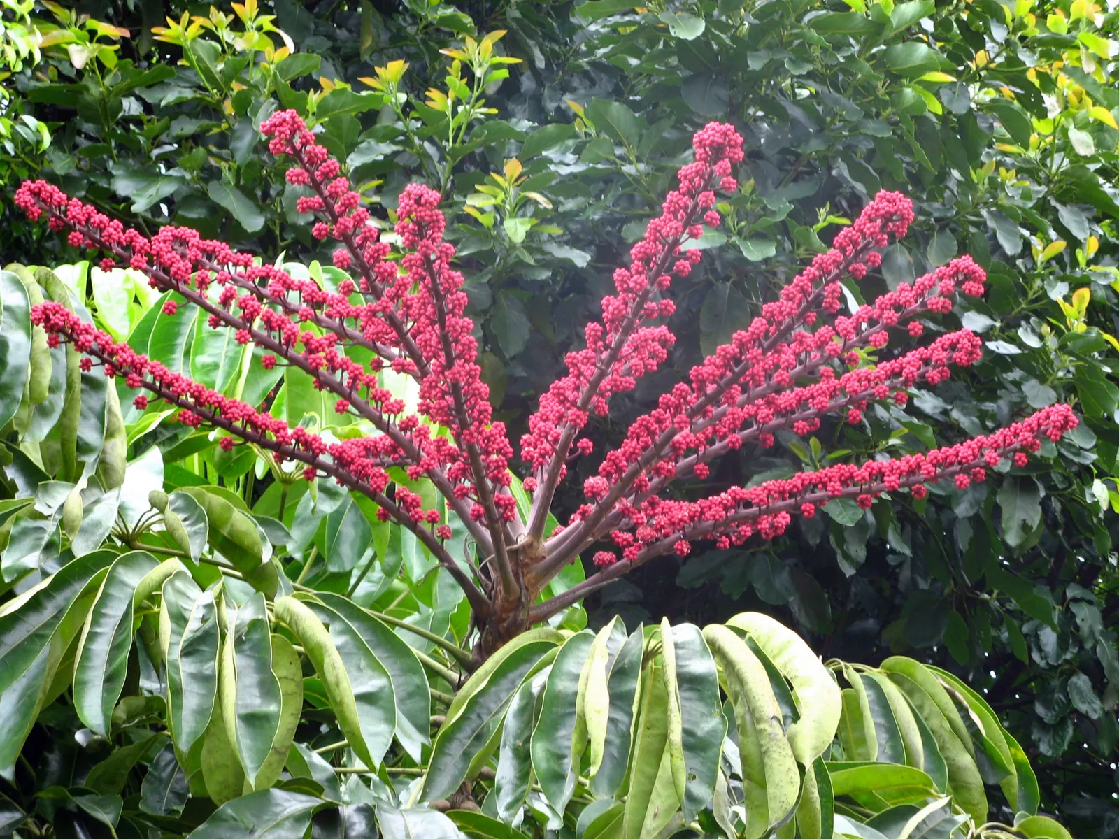 Umbrella Tree (Schefflera Actinophylla) — shrub with red blooms; while its blooms are noteworthy, the tree is primarily cultivated for its robust, image 119