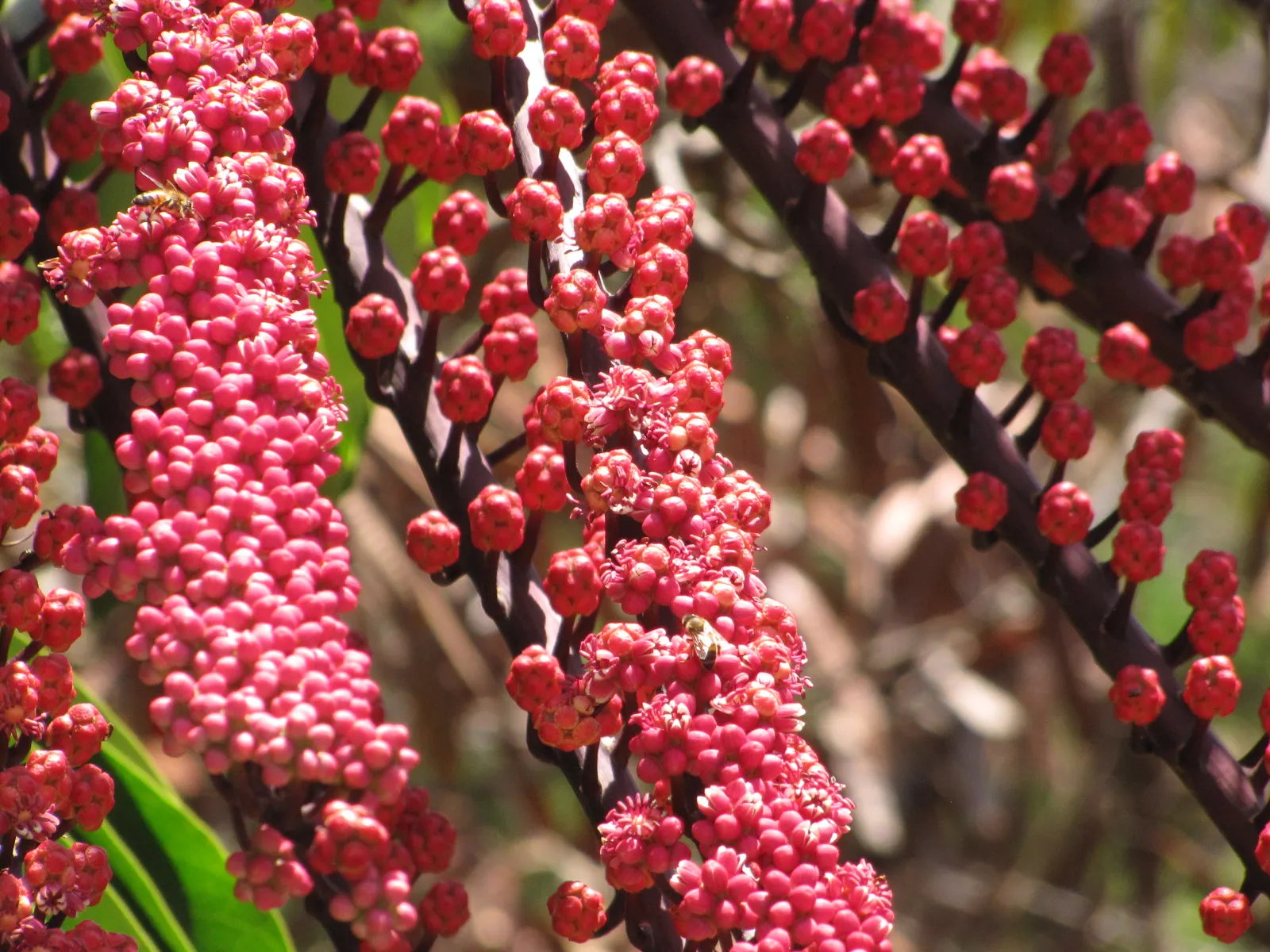 Umbrella Tree (Schefflera Actinophylla) — to maintain moist but not waterlogged soil; so caution is advised in gardens with small children and, image 115