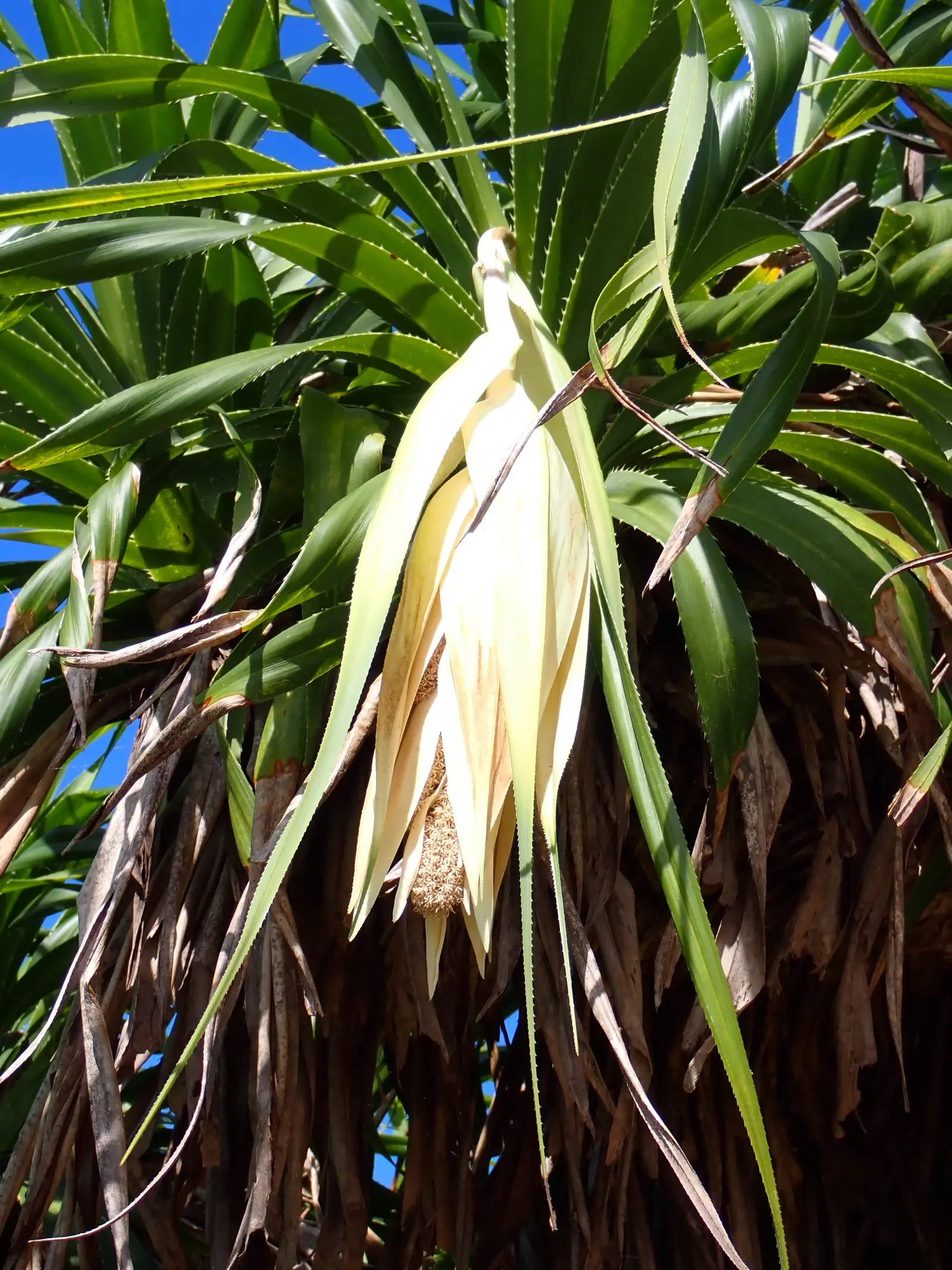 Umbrella Tree (Schefflera Actinophylla) — is a tropical evergreen with a towering presence reaching up to 50 feet tall; providing dense foliage coverage