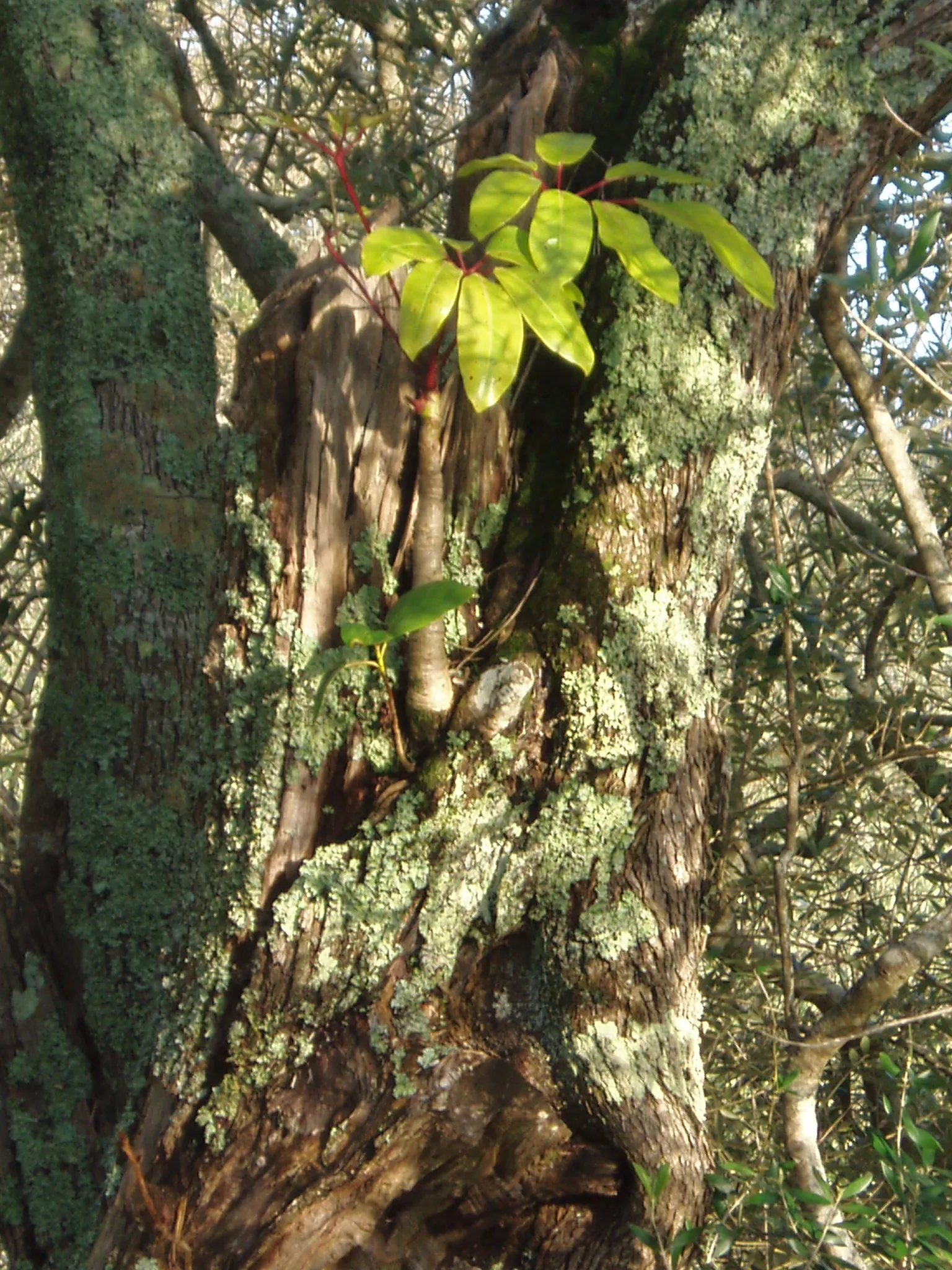 Umbrella Tree (Schefflera Actinophylla) — contributing to the plant's dense