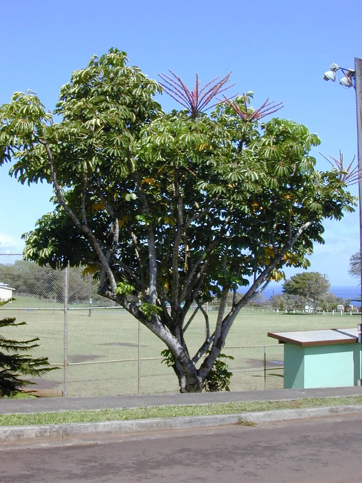 Umbrella Tree (Schefflera Actinophylla) — mature specimens can achieve a stature of 15 to 40 feet with a spread of 10 to 15 feet; the leaves can, image 75