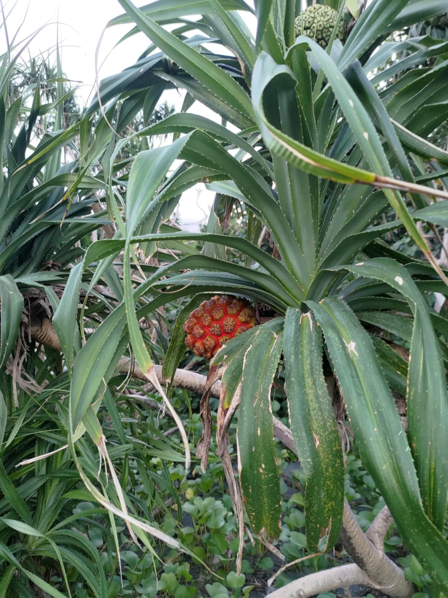 Umbrella Tree (Schefflera Actinophylla) — shrub with red blooms