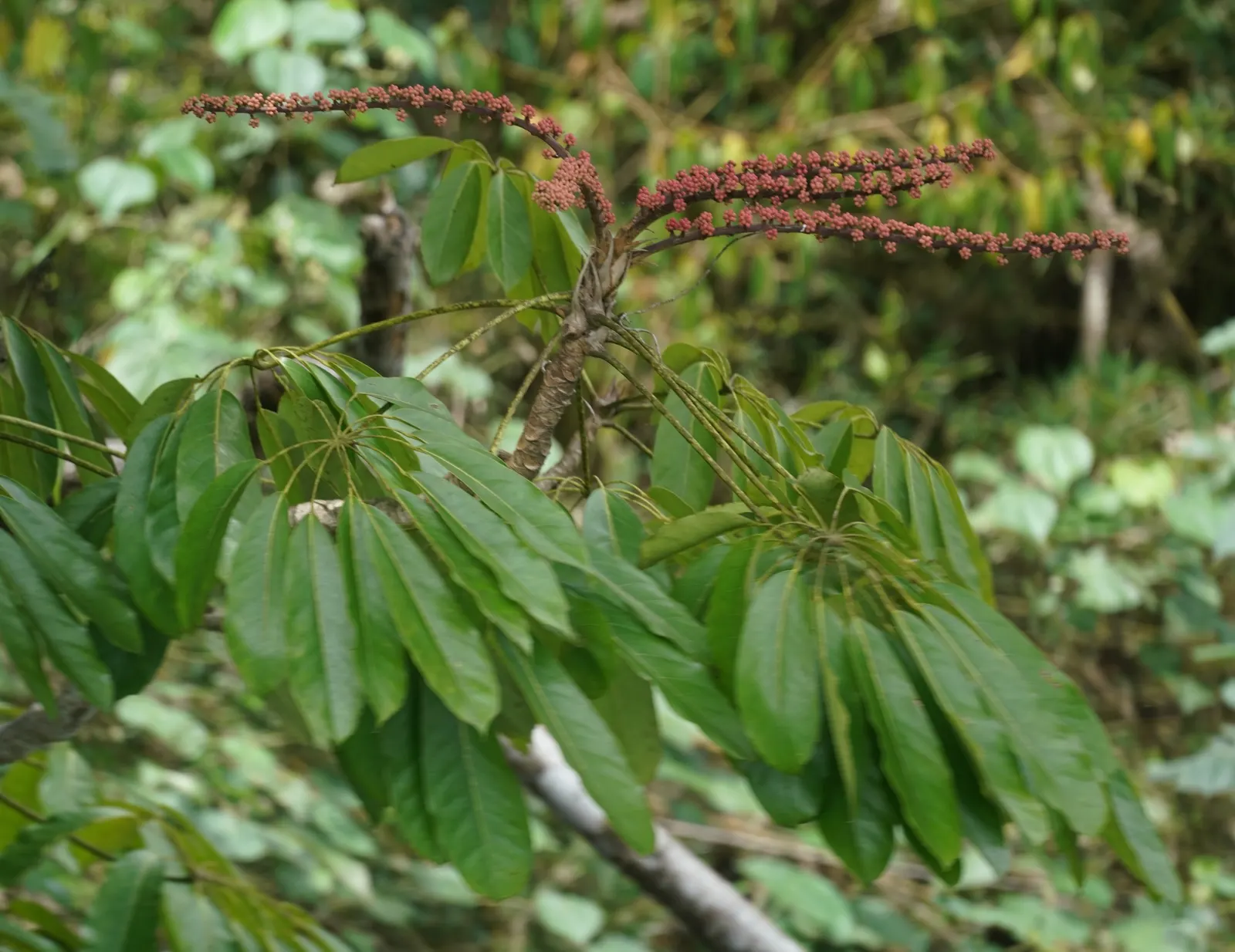 Umbrella Tree (Schefflera Actinophylla) — humid climate and should be planted in a spot that receives indirect sunlight; pruning is recommended to, image 137