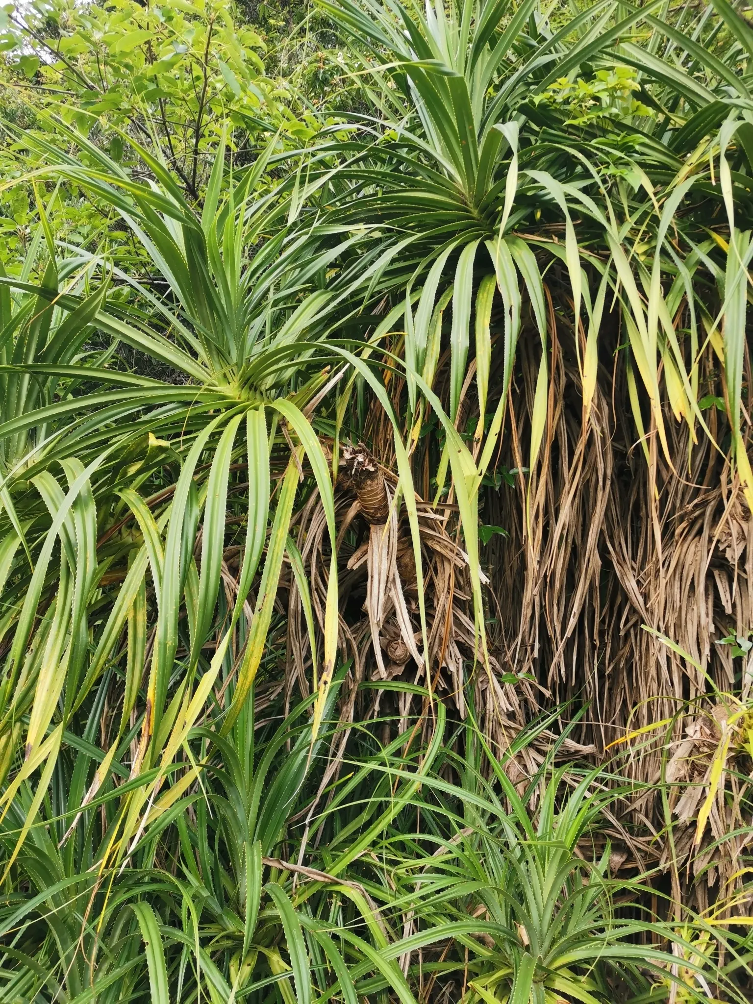 Umbrella Tree (Schefflera Actinophylla) — It is important to note that all parts of the Schefflera actinophylla are toxic if ingested; especially, image 141