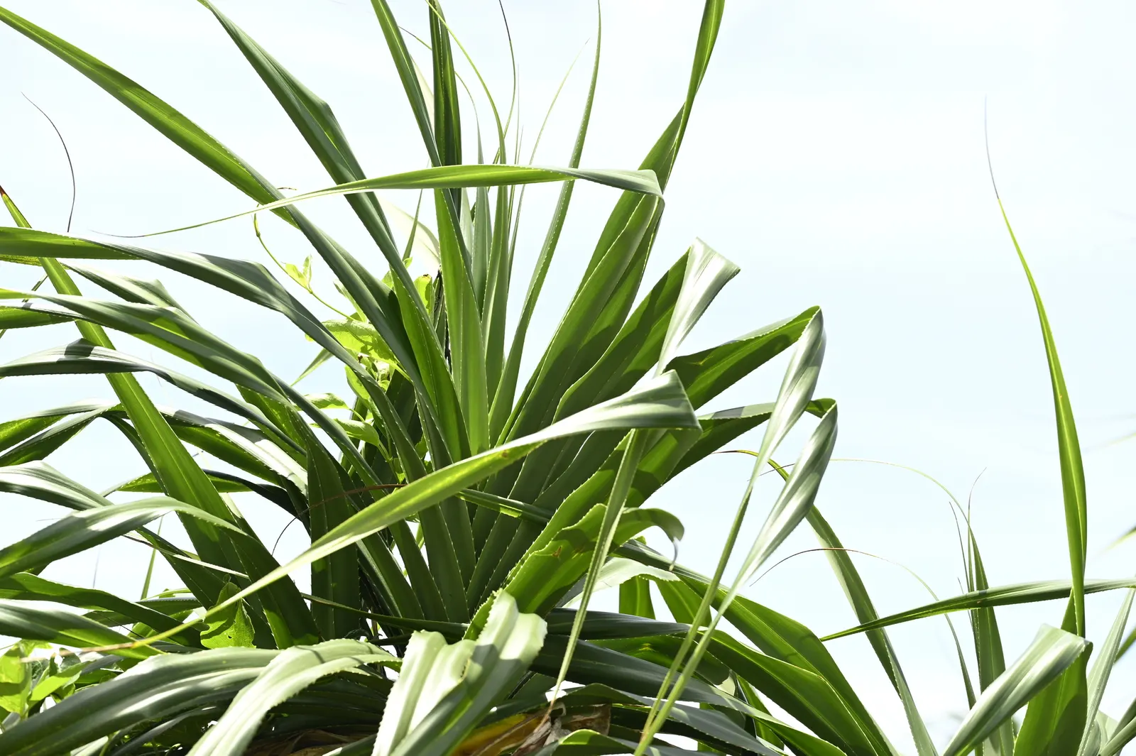 Umbrella Tree (Schefflera Actinophylla) — commonly known as the Umbrella Tree