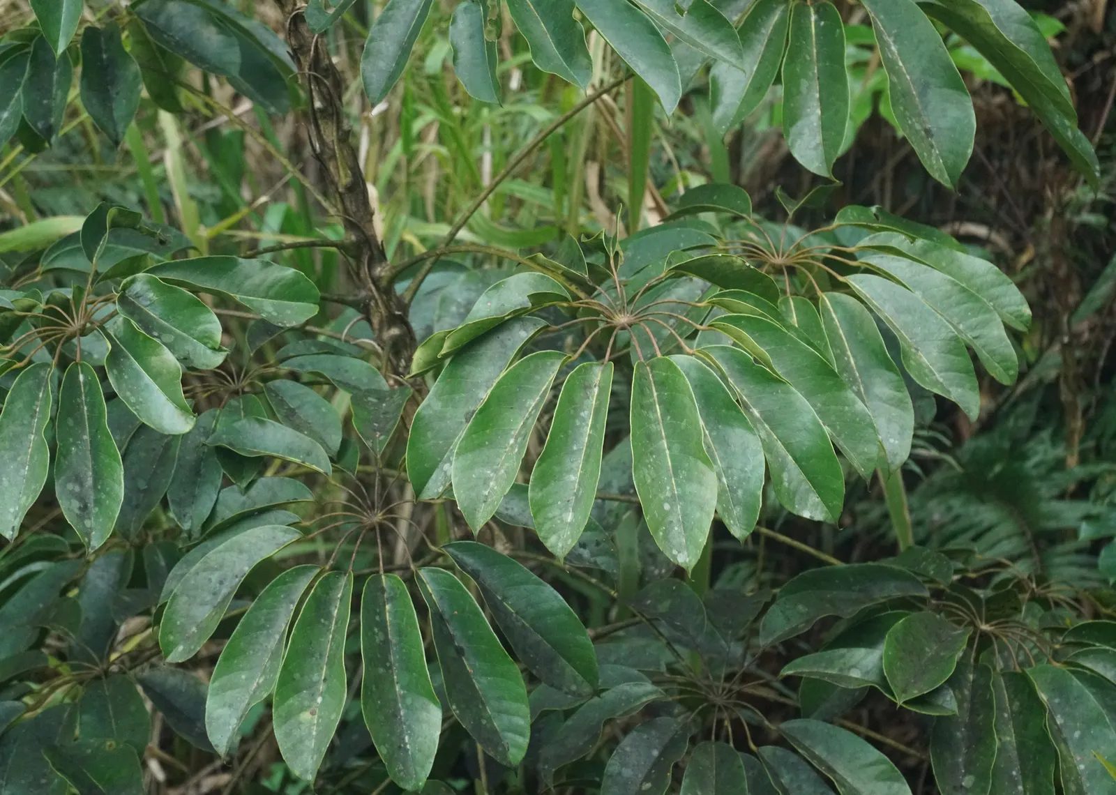 Umbrella Tree (Schefflera Actinophylla) — humid climate and should be planted in a spot that receives indirect sunlight; pruning is recommended to, image 107