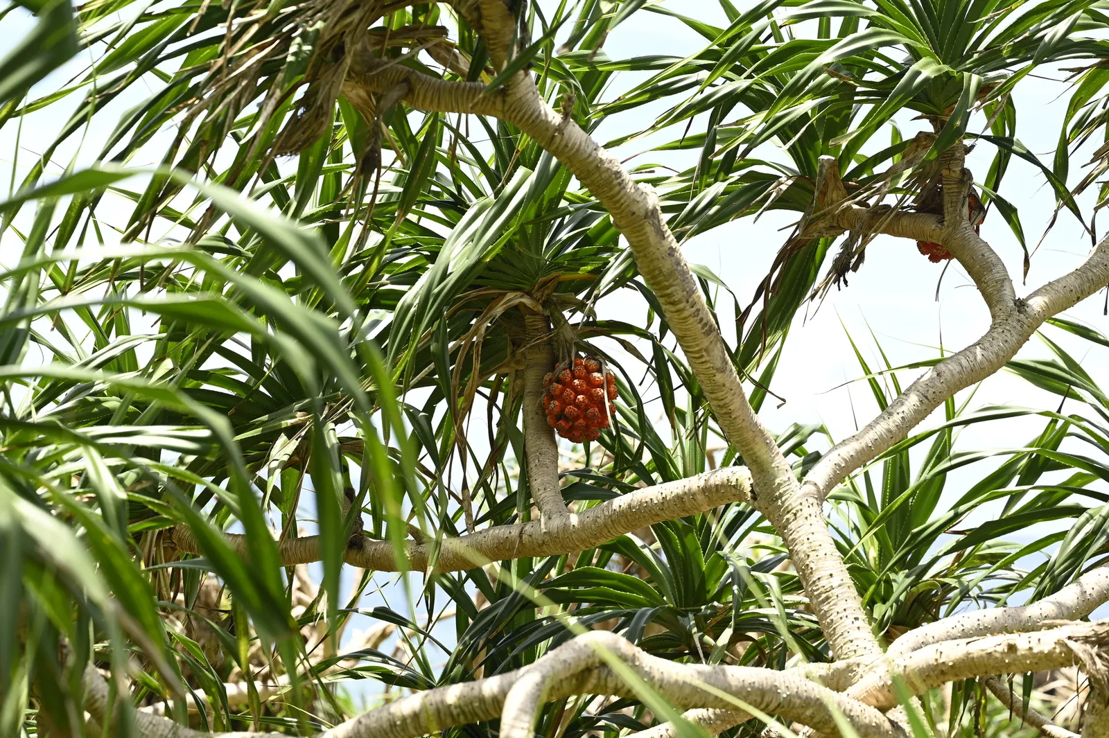 Umbrella Tree (Schefflera Actinophylla) — humid climate and should be planted in a spot that receives indirect sunlight