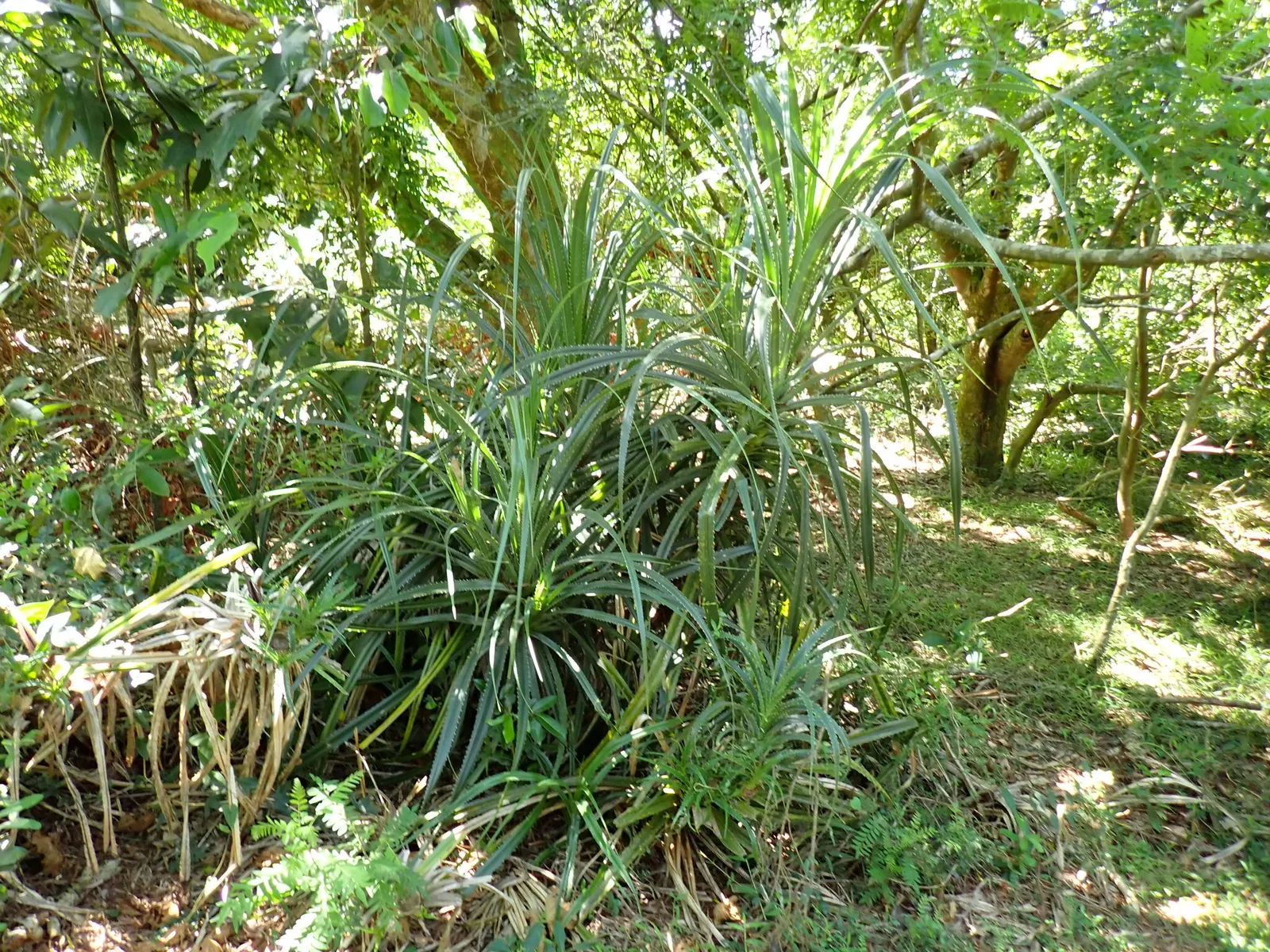 Umbrella Tree (Schefflera Actinophylla) — exotic touch but requires space to accommodate its expansive canopy; versatile evergreen that adds a, image 126