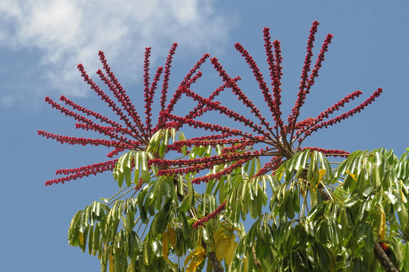 Umbrella Tree (Schefflera Actinophylla) — contributing to the plant's dense; red flowers in the garden, image 73