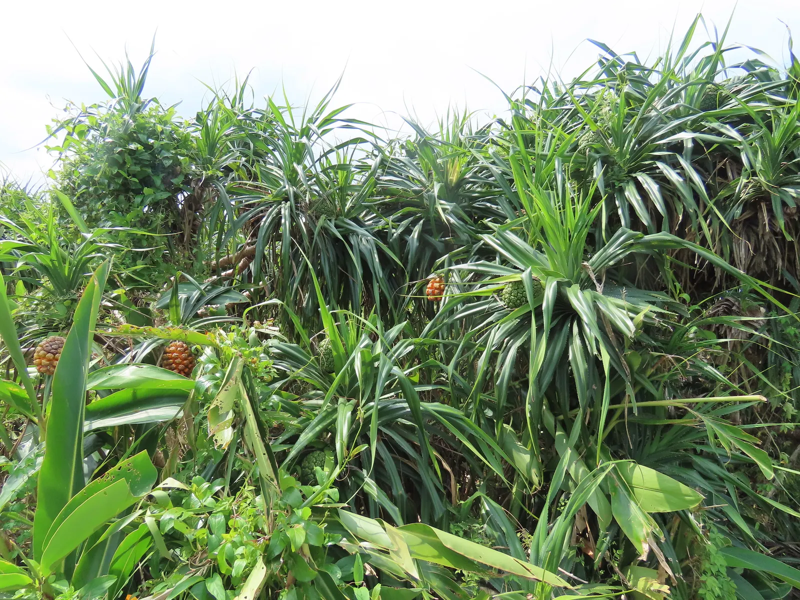 Umbrella Tree (Schefflera Actinophylla) — as direct exposure can scorch the leaves