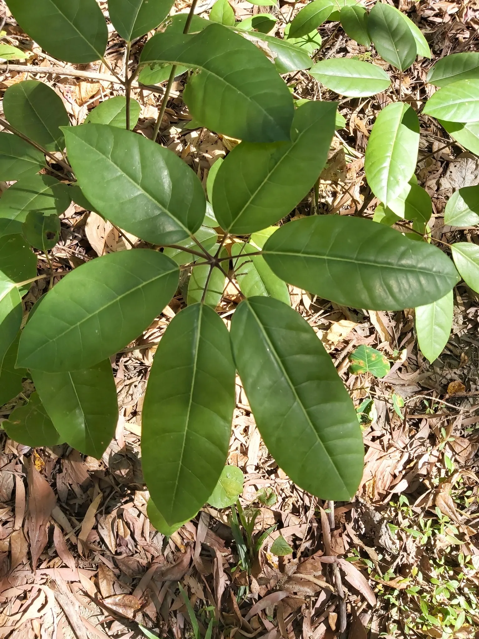 Umbrella Tree (Schefflera Actinophylla) — especially during the dry season