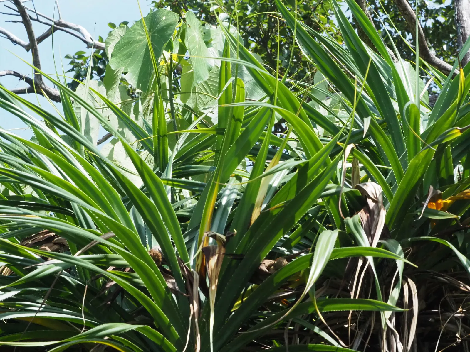 Umbrella Tree (Schefflera Actinophylla) — elongated leaves that radiate like an umbrella; as direct exposure can scorch the leaves, image 63