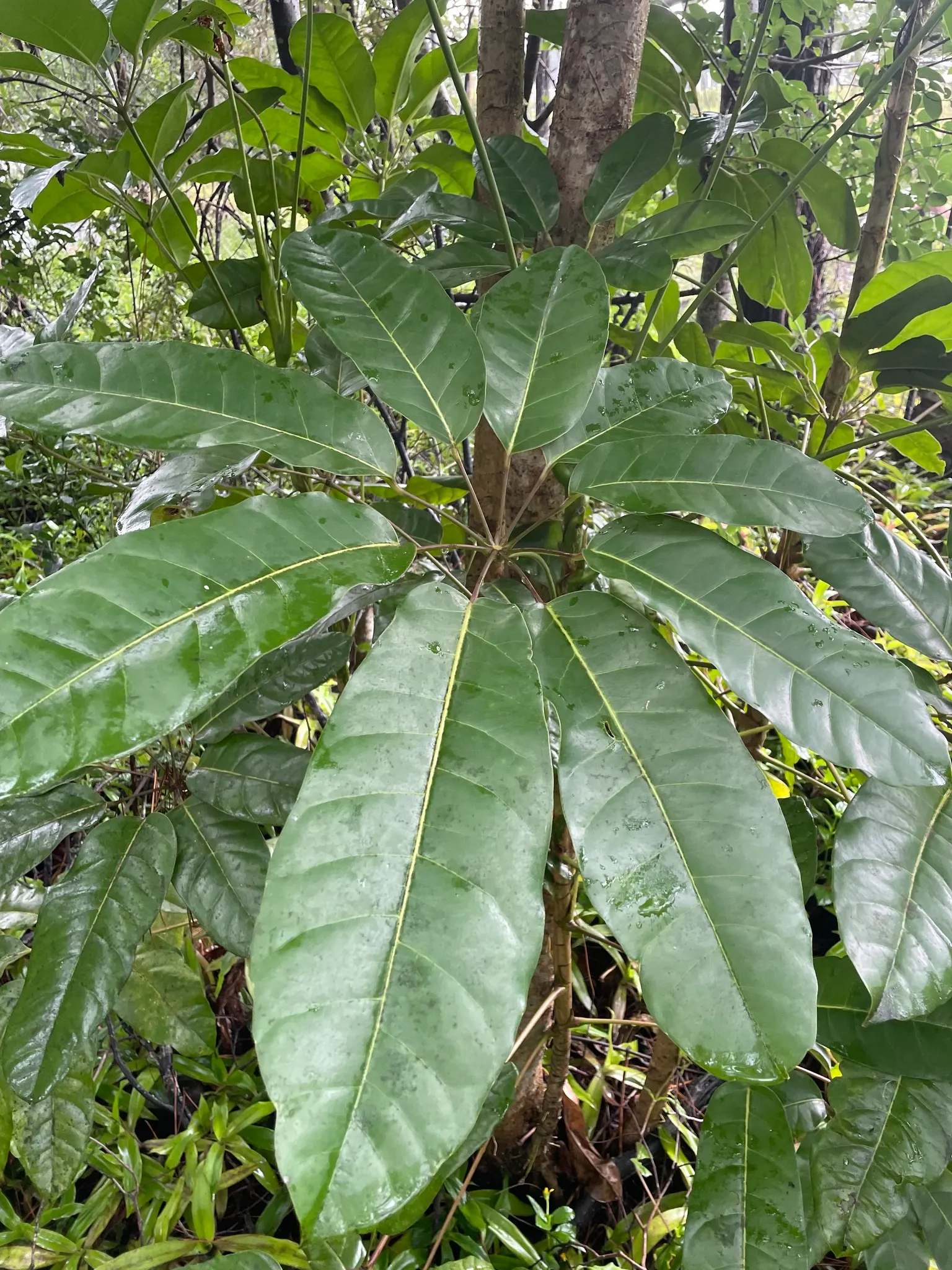 Umbrella Tree (Schefflera Actinophylla) — Its signature feature is the whorled clusters of glossy