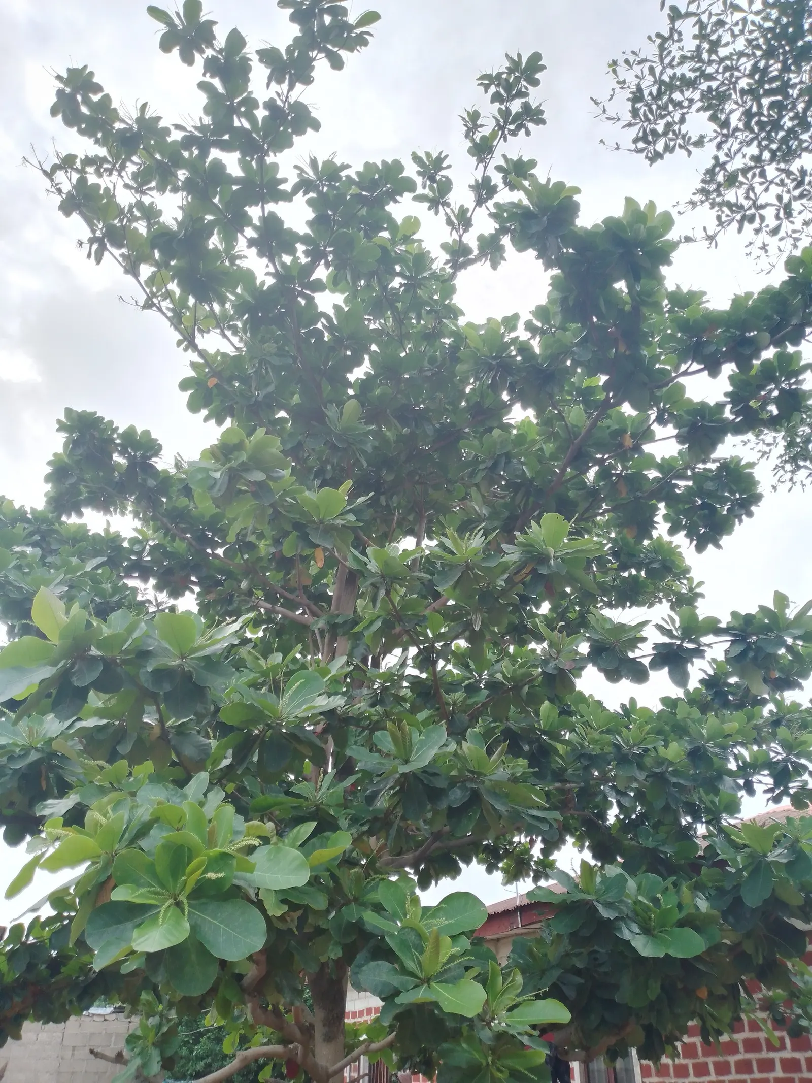 Umbrella Tree (Schefflera Actinophylla) — commonly known as the Umbrella Tree; regular watering is crucial