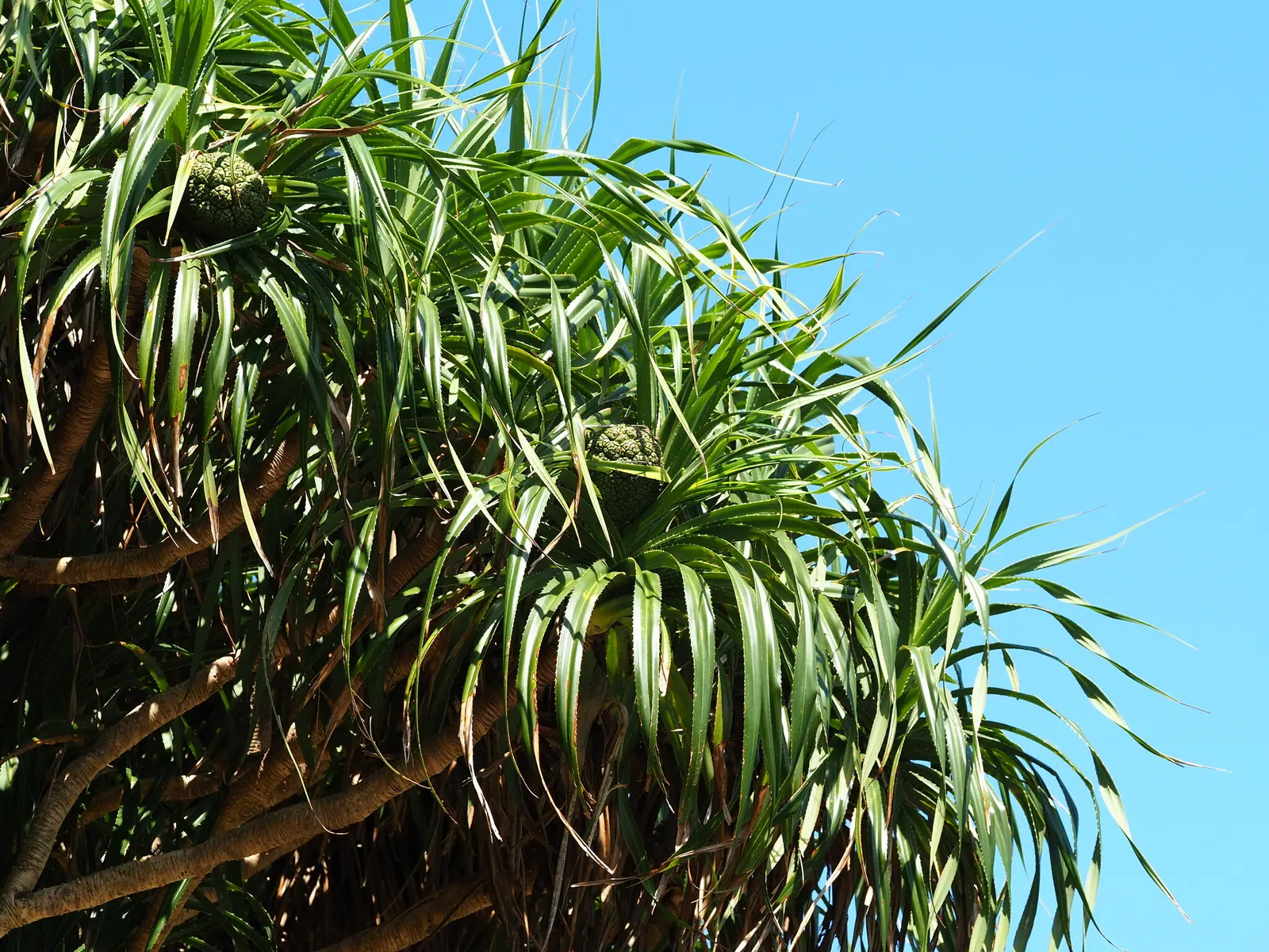 Umbrella Tree (Schefflera Actinophylla) — so caution is advised in gardens with small children and pets.<br><br>For optimal growth; is a tropical, image 142
