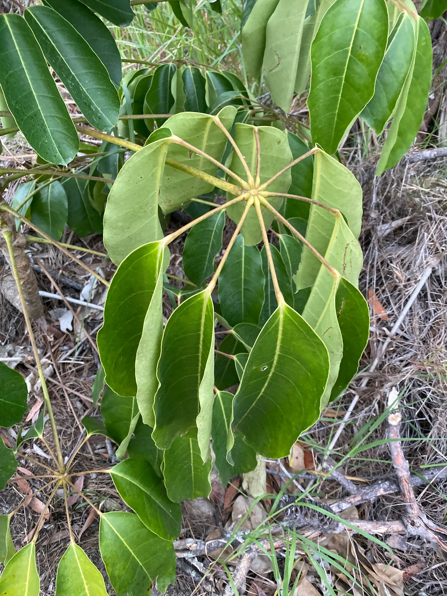 Umbrella Tree (Schefflera Actinophylla) — Pruning is recommended to control its size and encourage a more bushy shape if desired