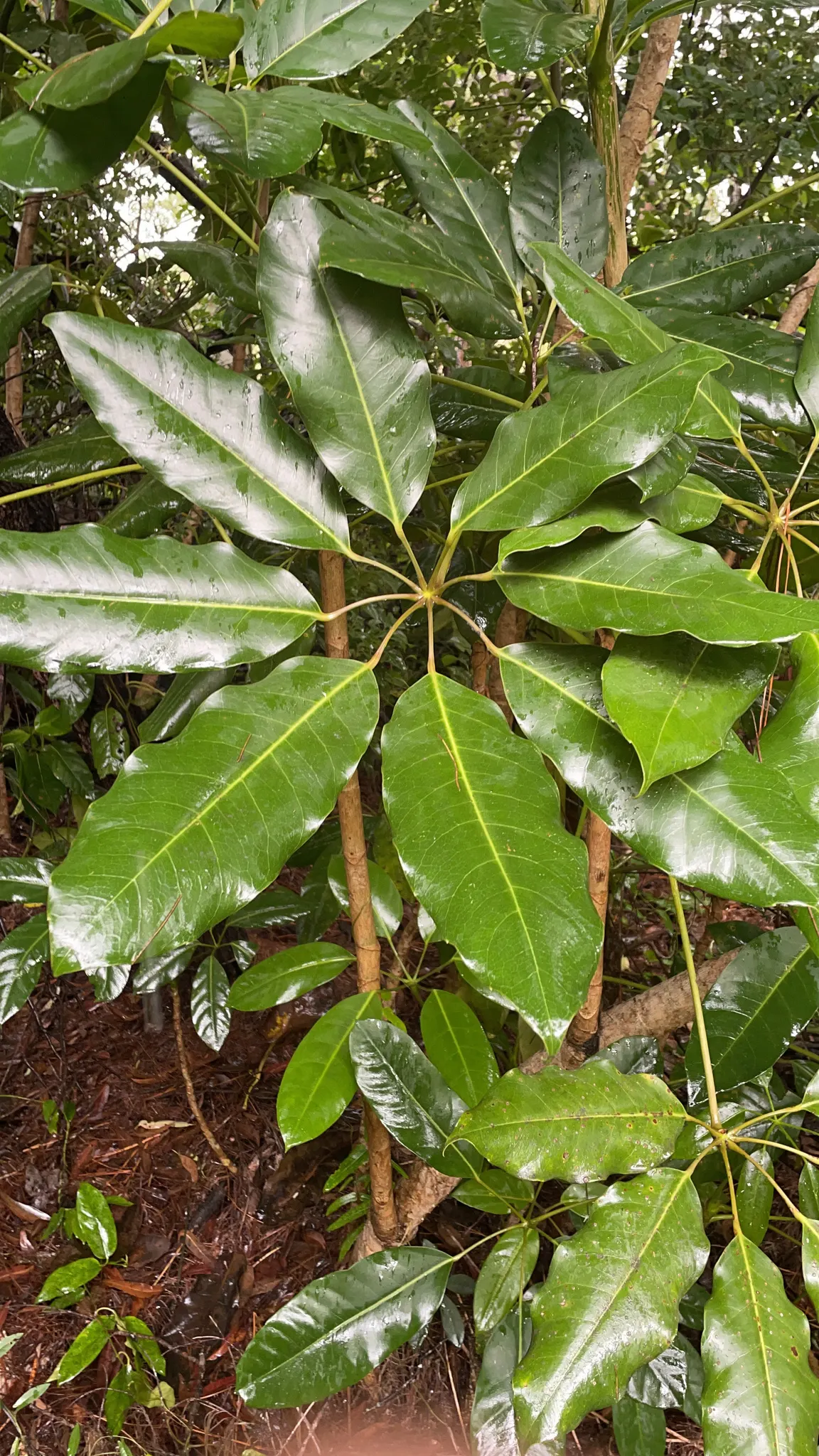 Umbrella Tree (Schefflera Actinophylla) — mature specimens can achieve a stature of 15 to 40 feet with a spread of 10 to 15 feet