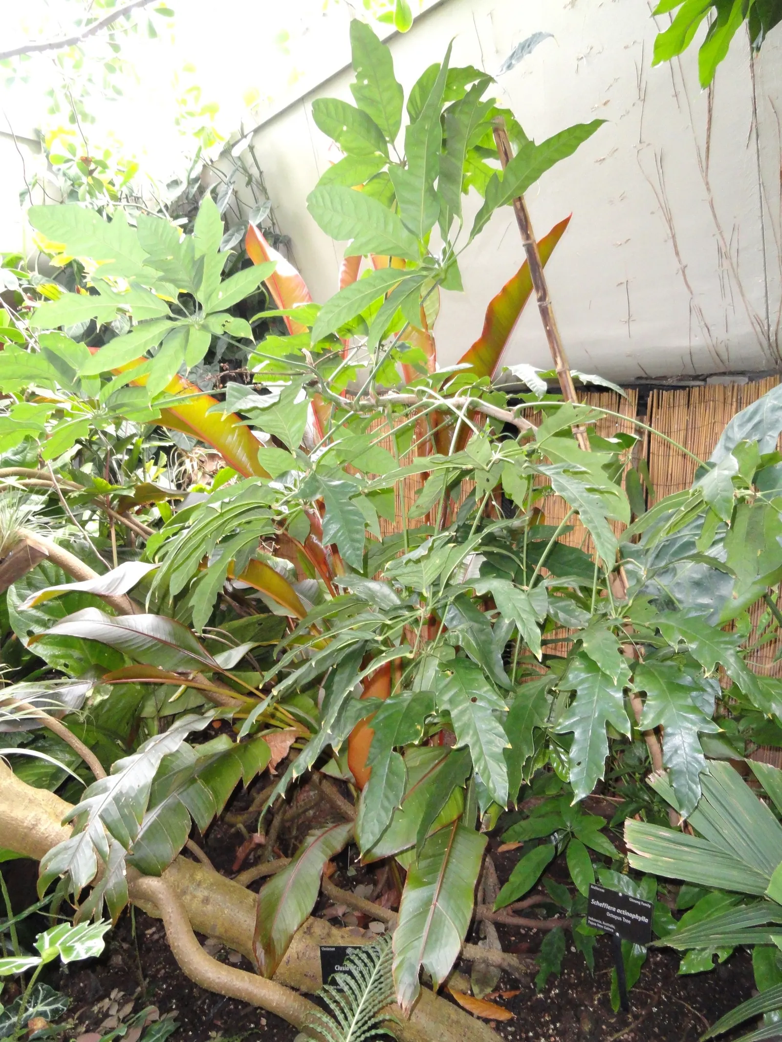 Umbrella Tree (Schefflera Actinophylla) — to maintain moist but not waterlogged soil; so caution is advised in gardens with small children and pets.<br><br>For