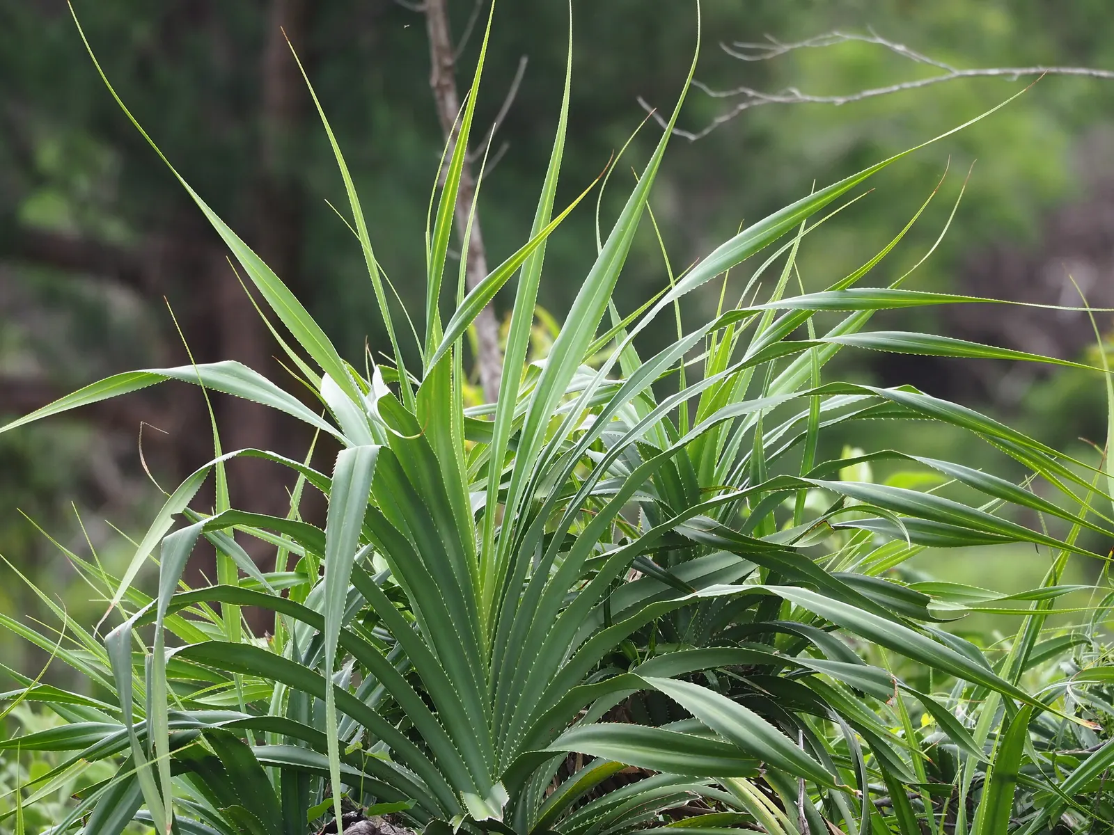 Umbrella Tree (Schefflera Actinophylla) — especially during the dry season; mature specimens can achieve a stature of 15 to 40 feet with a spread, image 114