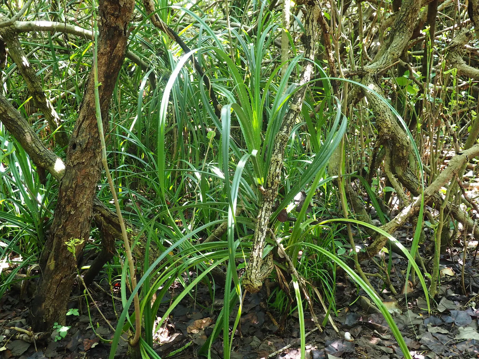 Umbrella Tree (Schefflera Actinophylla) — palmate leaves that radiate from its central stem like the spokes of an umbrella; verdant appearance.<br><br>With the