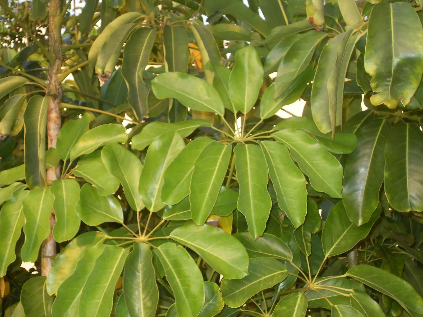 Umbrella Tree (Schefflera Actinophylla) — creating a striking silhouette in the garden; producing vivid red or purple flower spikes that jut out, image 136