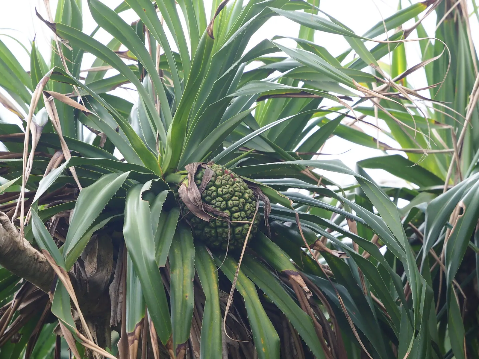 Umbrella Tree (Schefflera Actinophylla) — regular watering is crucial