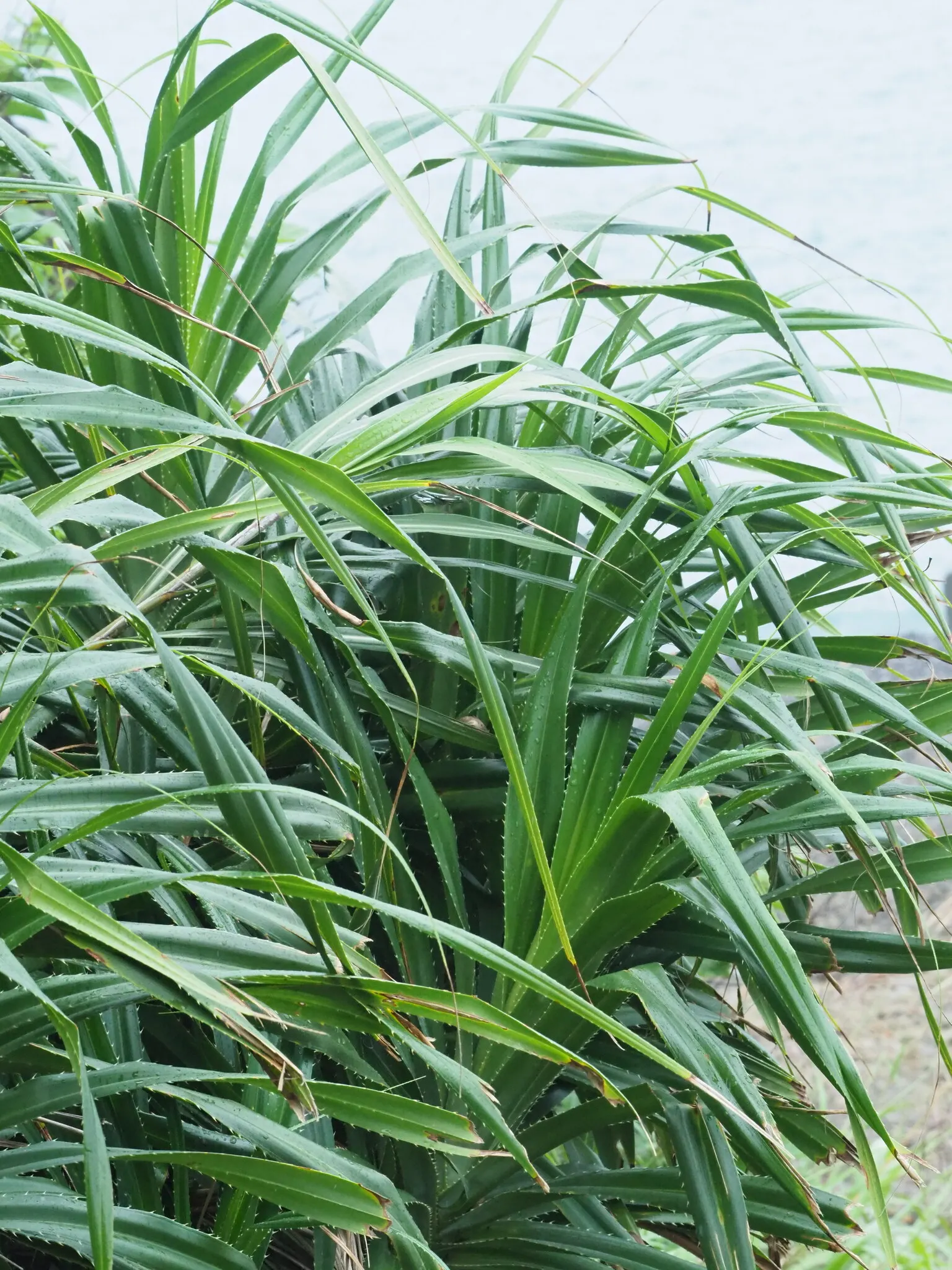 Umbrella Tree (Schefflera Actinophylla) — elongated leaves that radiate like an umbrella; as direct exposure can scorch the leaves, image 93