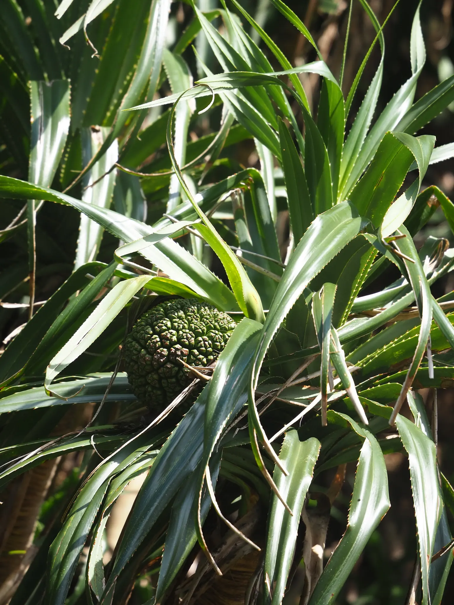 Umbrella Tree (Schefflera Actinophylla) — elongated leaves that radiate like an umbrella; as direct exposure can scorch the leaves