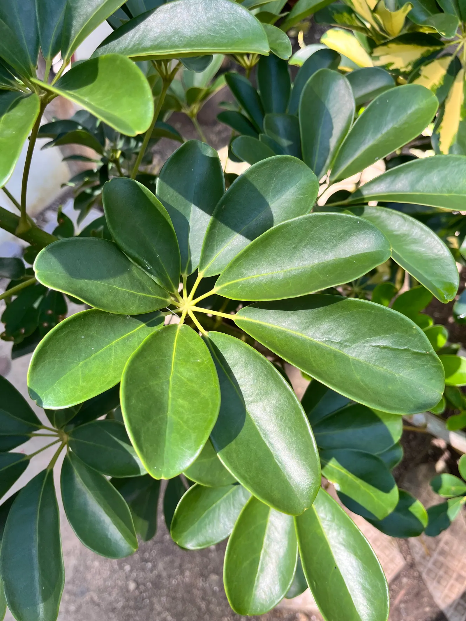 Umbrella Tree (Schefflera Actinophylla) — Its signature feature is the whorled clusters of glossy; palmate leaves that radiate from its central, image 92