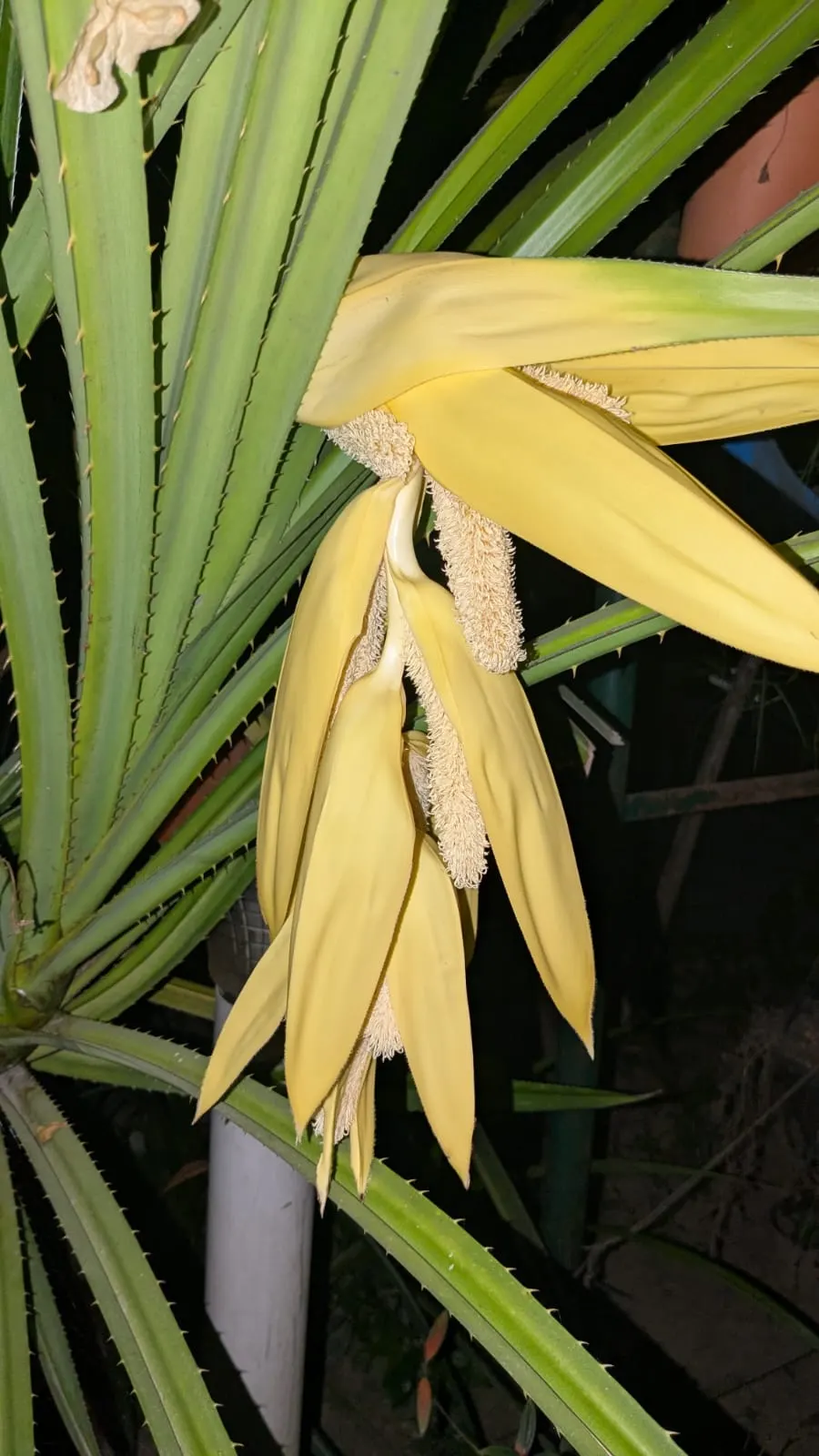 Umbrella Tree (Schefflera Actinophylla) — While its blooms are noteworthy, the tree is primarily cultivated for its robust canopy; humid climate and should be