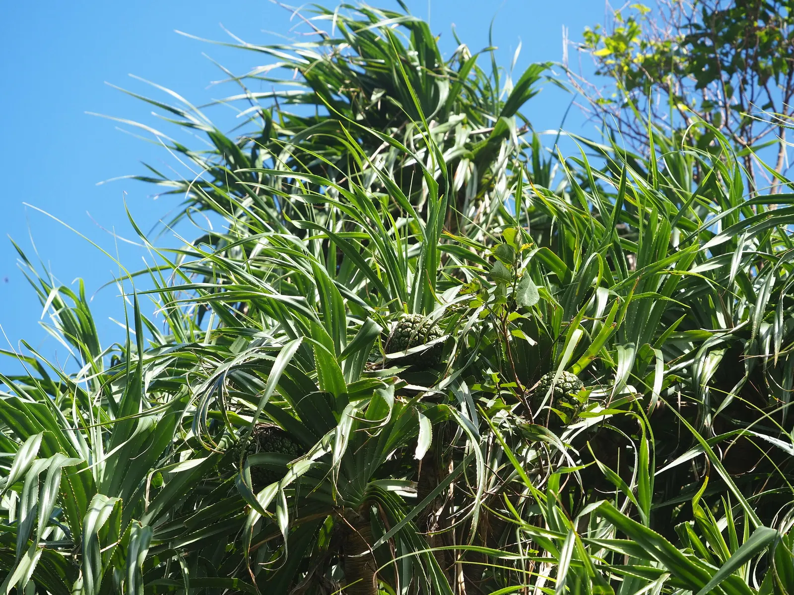 Umbrella Tree (Schefflera Actinophylla) — palmate leaves that radiate from its central stem like the spokes of an umbrella; verdant, image 101