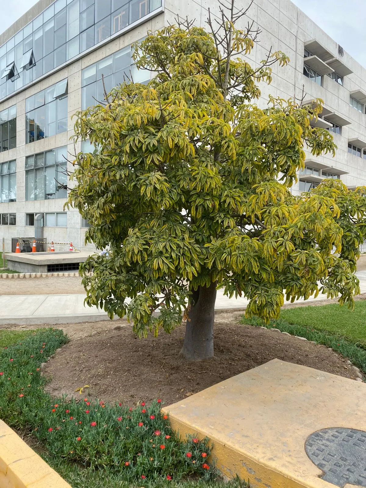 Umbrella Tree (Schefflera Actinophylla) — While its blooms are noteworthy, the tree is primarily cultivated for its robust canopy; humid climate, image 80