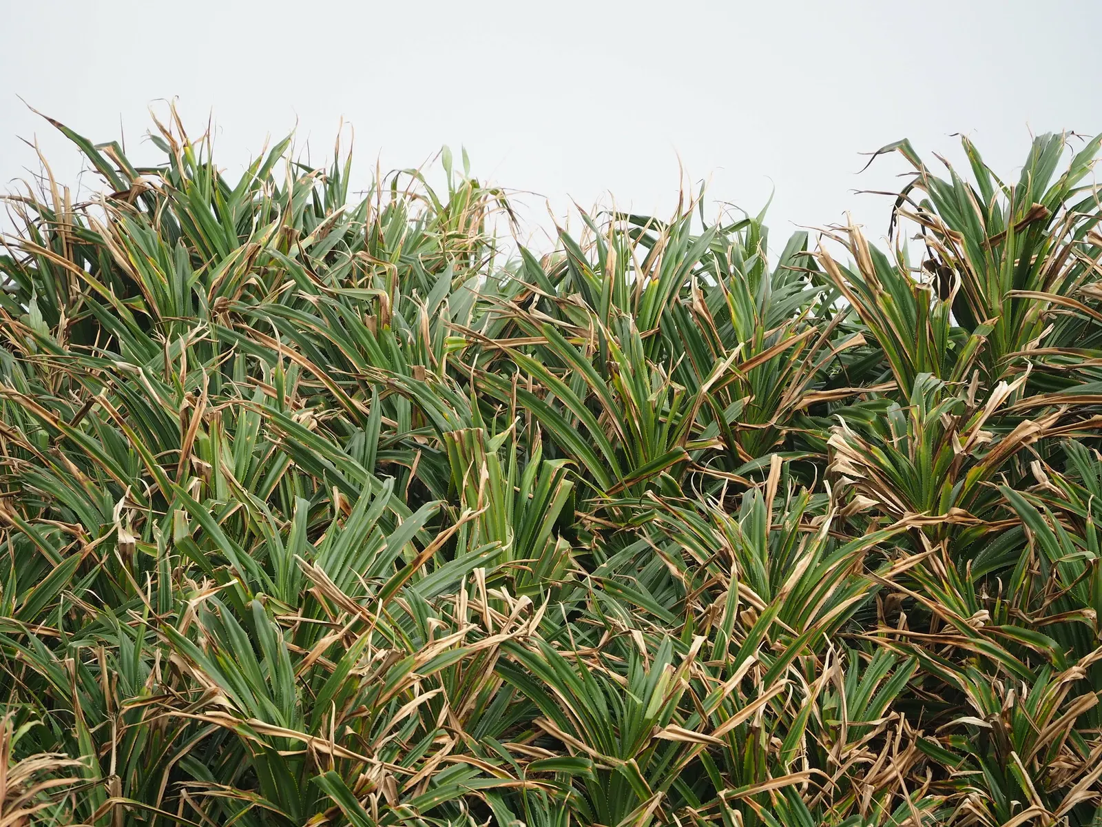 Umbrella Tree (Schefflera Actinophylla) — potentially spanning over 15 feet in width; creating a striking silhouette in the garden, image 127