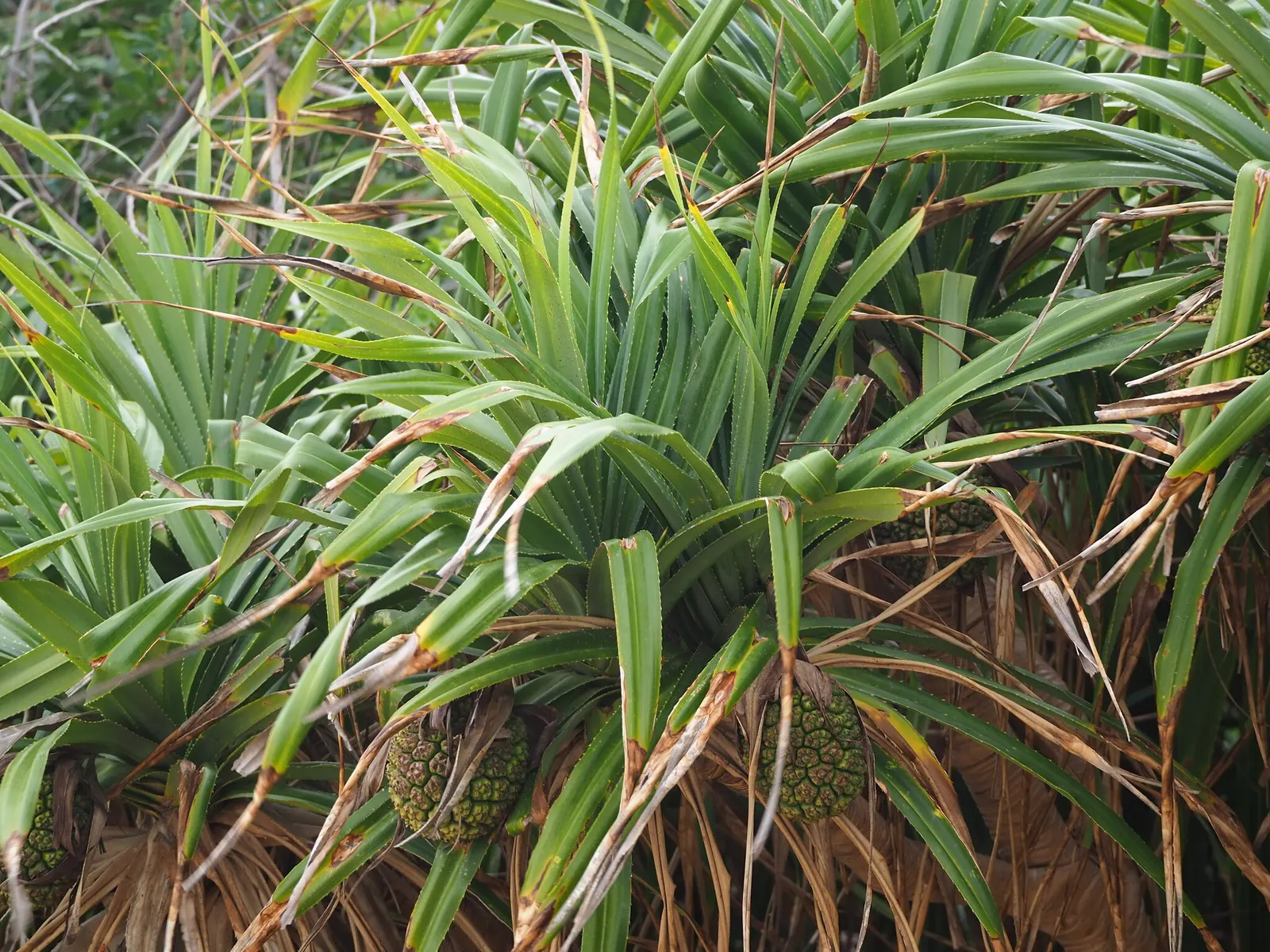 Umbrella Tree (Schefflera Actinophylla) — providing dense foliage coverage