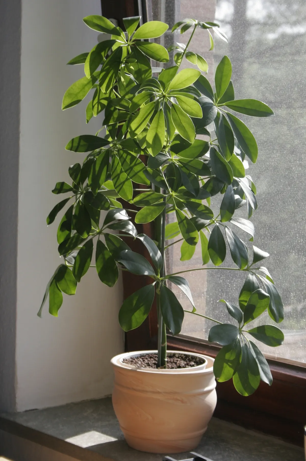 Umbrella Tree (Schefflera Actinophylla) — The leaves can typically reach a length of 8 to 12 inches; it is important to note that all parts of the, image 102