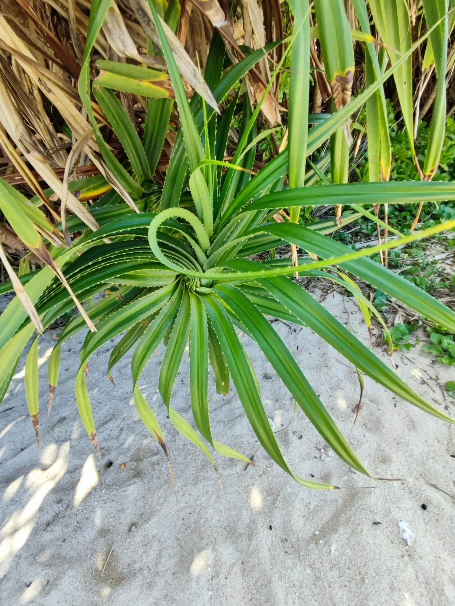 Umbrella Tree (Schefflera Actinophylla) — so caution is advised in gardens with small children and pets.<br><br>For optimal growth; is a tropical evergreen