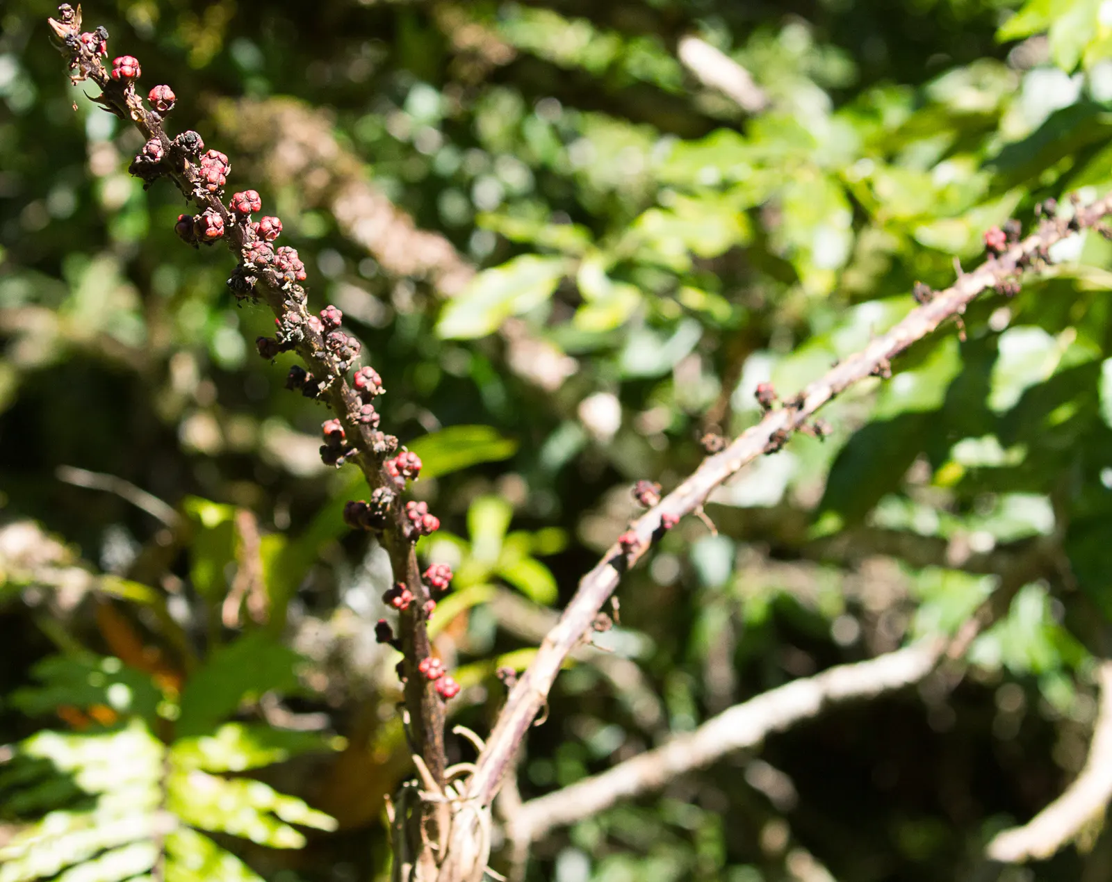 Umbrella Tree (Schefflera Actinophylla) — verdant appearance.<br><br>With the capability to soar to impressive heights; for best growth, position in bright