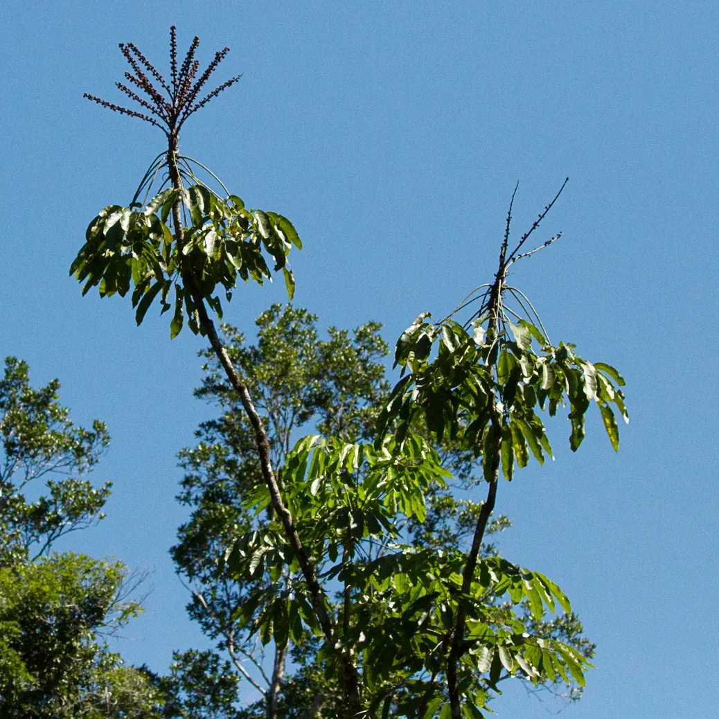 Umbrella Tree (Schefflera Actinophylla) — shrub for full or half or shade; the Umbrella Tree can serve as a standalone specimen or be grouped to, image 150