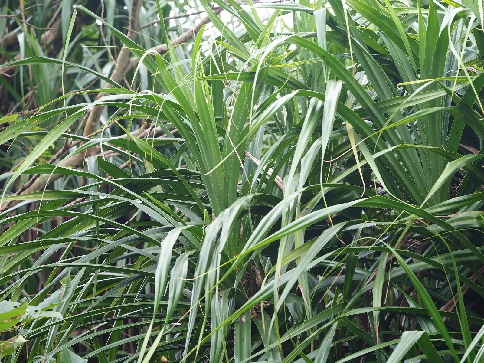 Umbrella Tree (Schefflera Actinophylla) — Pruning is recommended to control its size and encourage a more bushy shape if desired; shrub with red, image 116