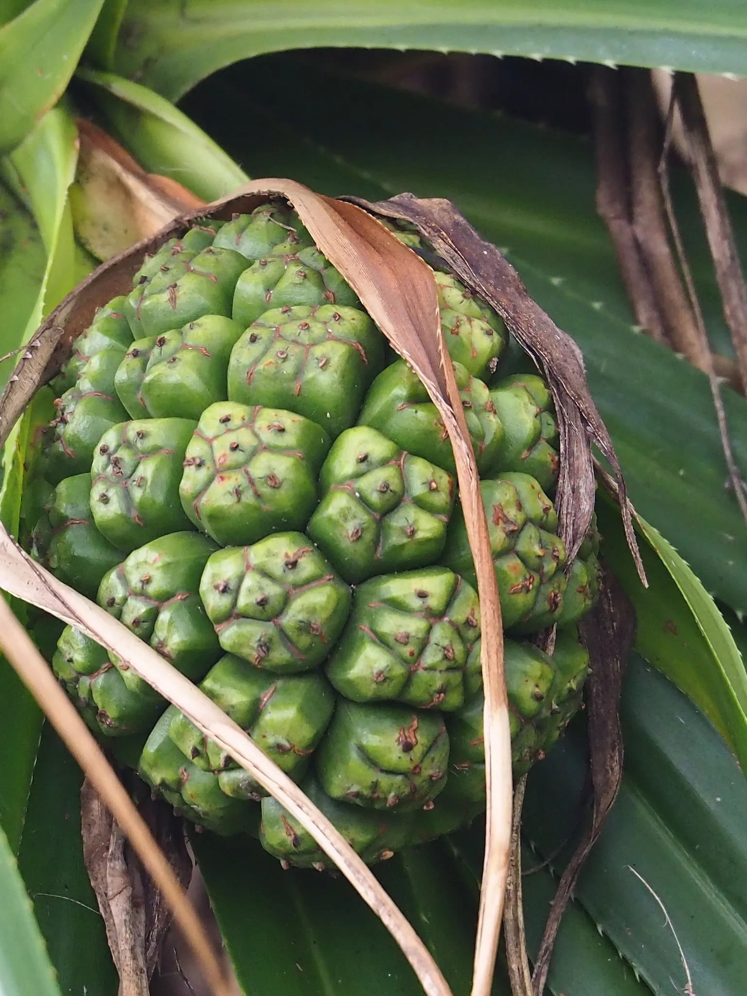 Umbrella Tree (Schefflera Actinophylla) — regular watering is crucial; commonly known as the Umbrella Tree, image 143