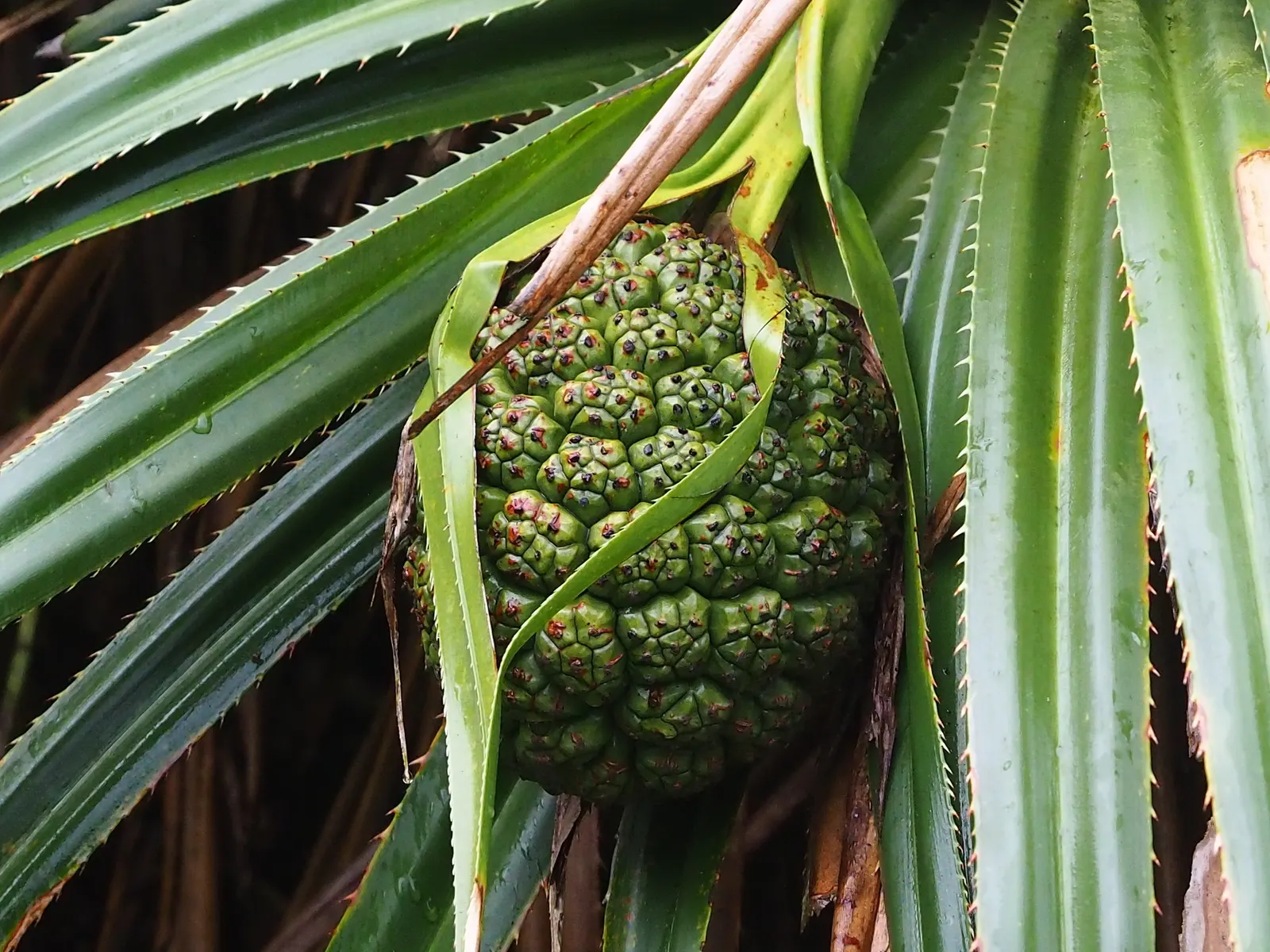 Umbrella Tree (Schefflera Actinophylla) — is a tropical evergreen with a towering presence reaching up to 50 feet tall; providing dense foliage, image 121
