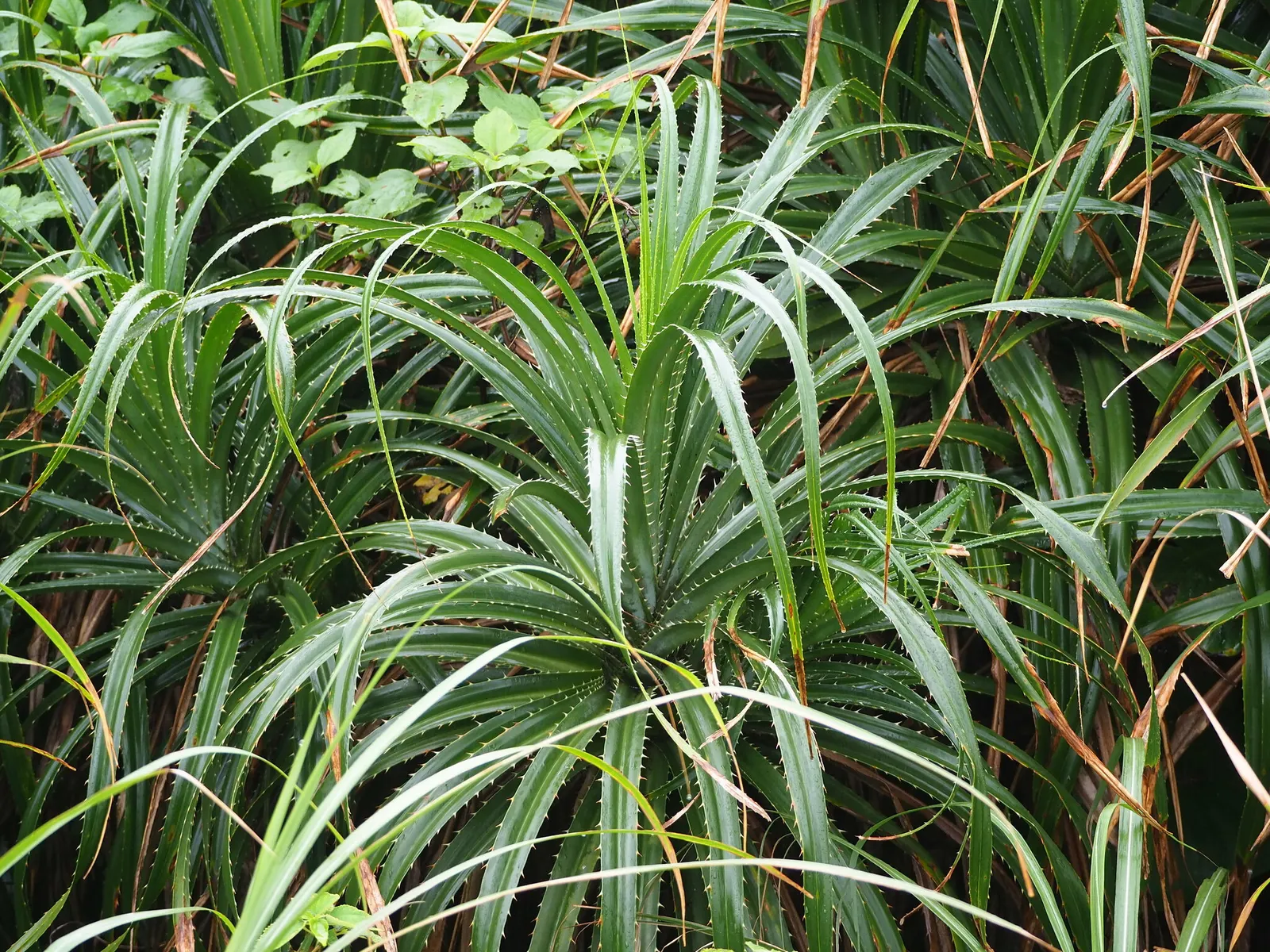 Umbrella Tree (Schefflera Actinophylla) — especially during the dry season; mature specimens can achieve a stature of 15 to 40 feet with a spread, image 84