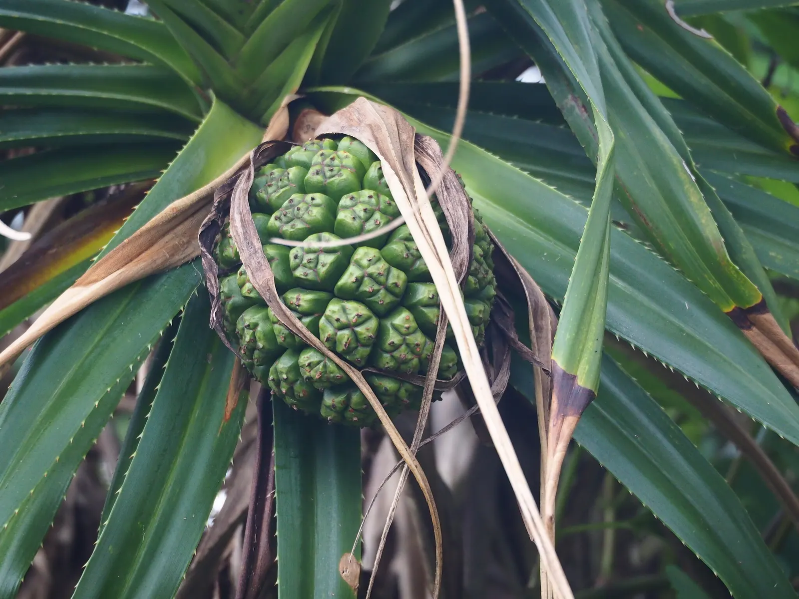 Umbrella Tree (Schefflera Actinophylla) — While its blooms are noteworthy, the tree is primarily cultivated for its robust canopy; humid climate, image 140