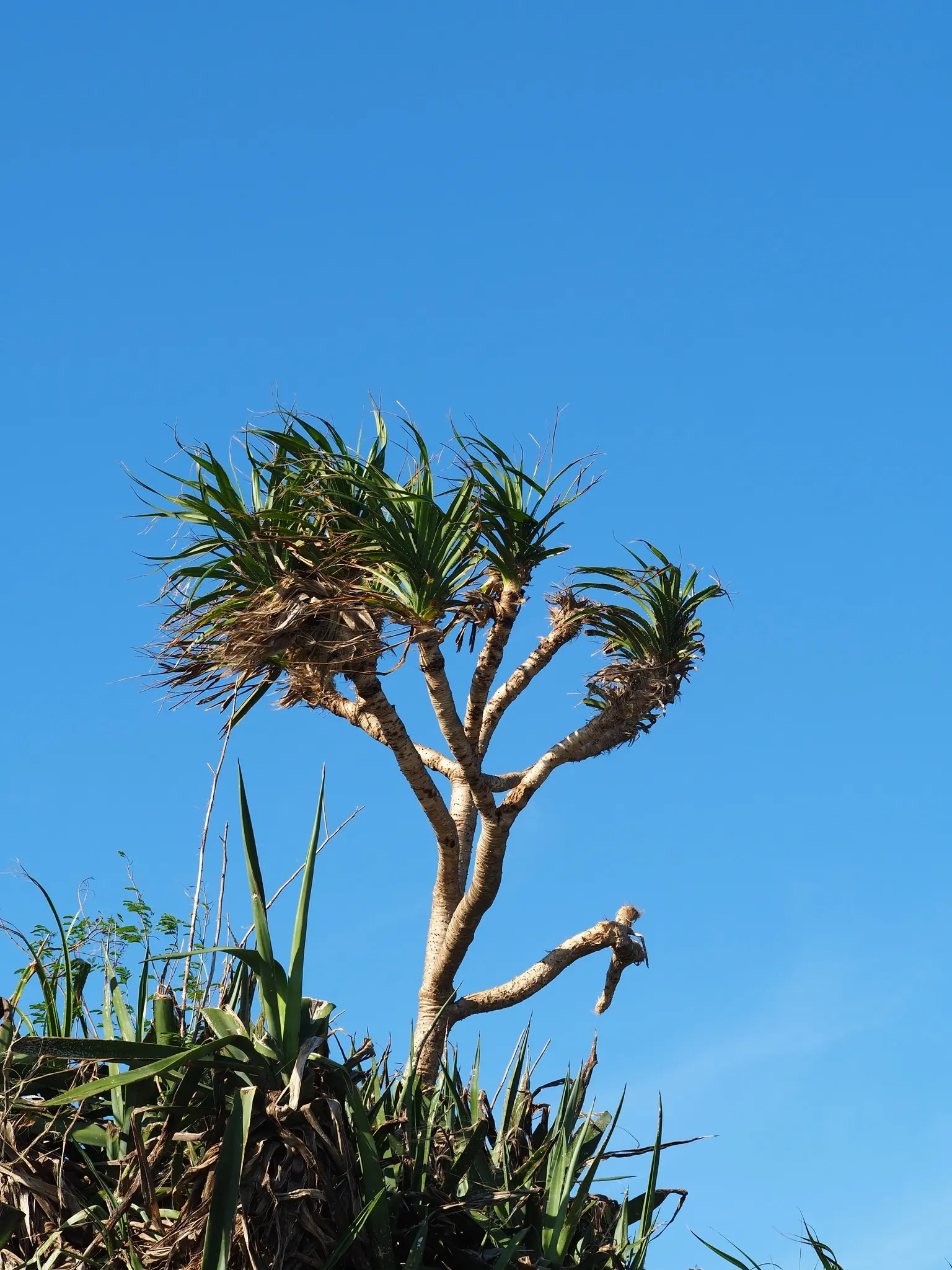 Umbrella Tree (Schefflera Actinophylla) — For best growth, position in bright, indirect light