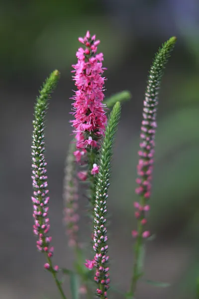 Red Fox Speedwell (Veronica Spicata 'Red Fox') — commonly known as Red Fox Speedwell