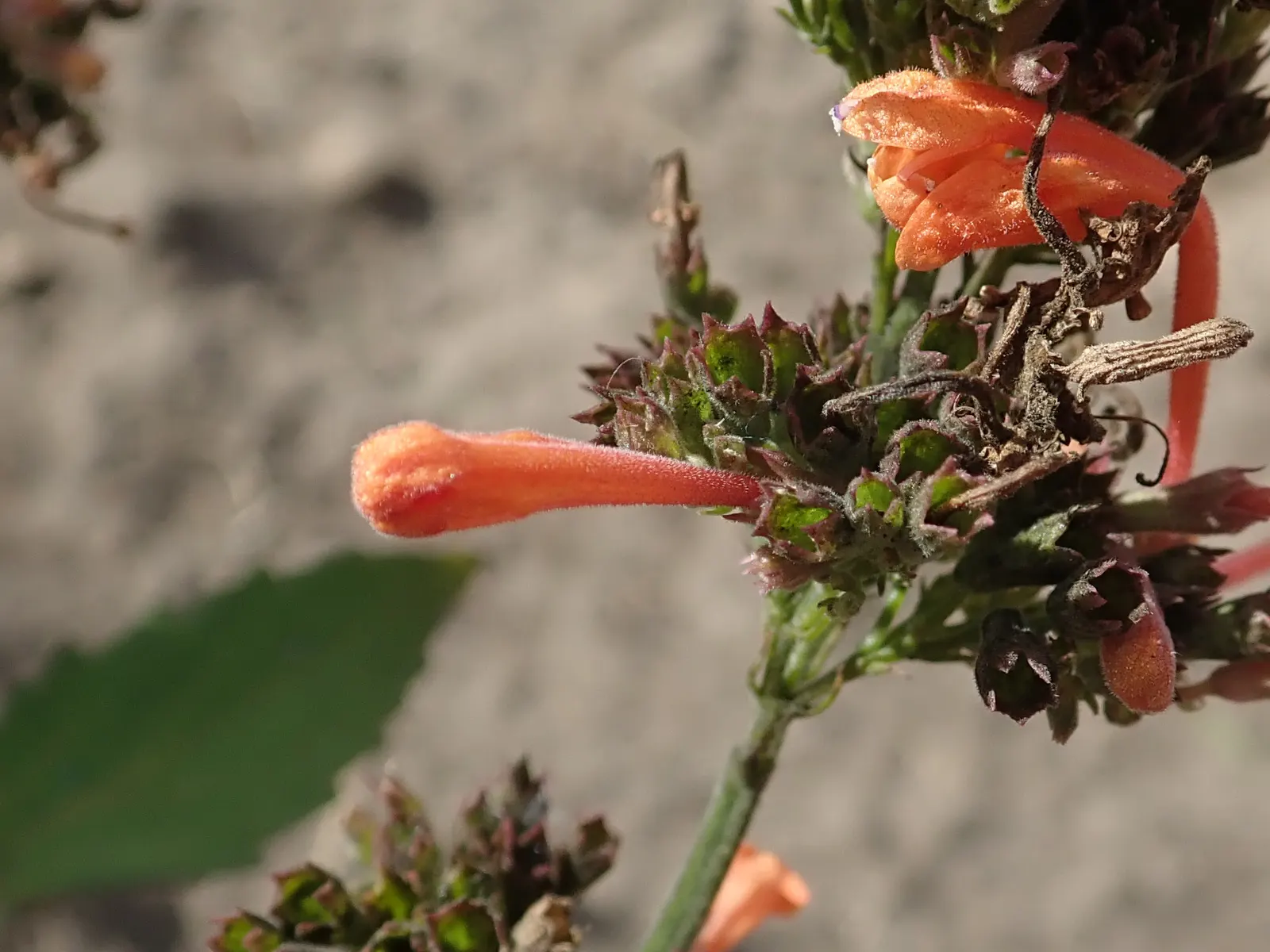 Kudos Mandarin Dwarf Hummingbird Mi (Agastache 'Kudos Mandarin') — perfect for thoughtful landscape designs
