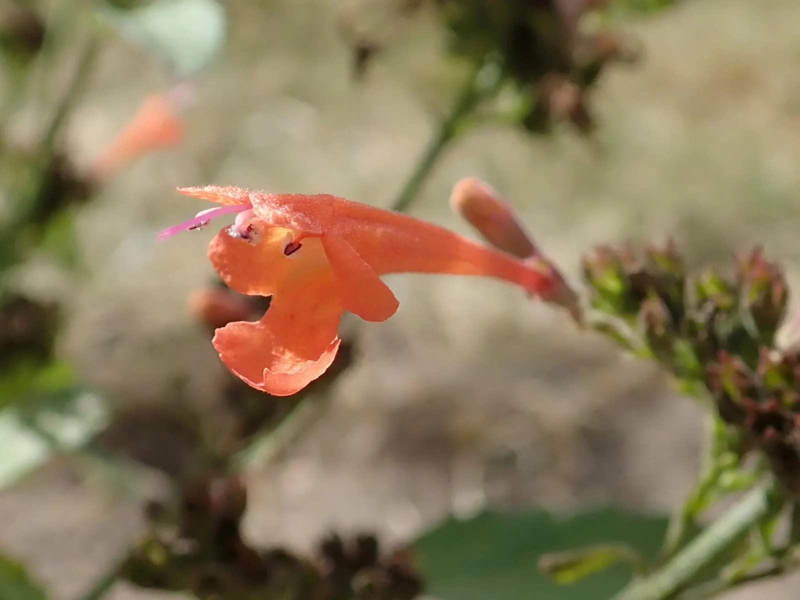 Kudos Mandarin Dwarf Hummingbird Mi (Agastache 'Kudos Mandarin') — dense spikes of orange-red flowers that bloom from early summer to fall
